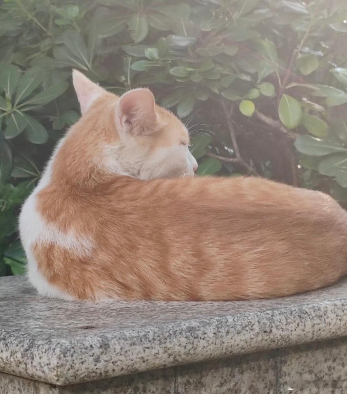 小猫我一天不趴浑身难受主打一个极致的松弛和随时躺平的状态。 