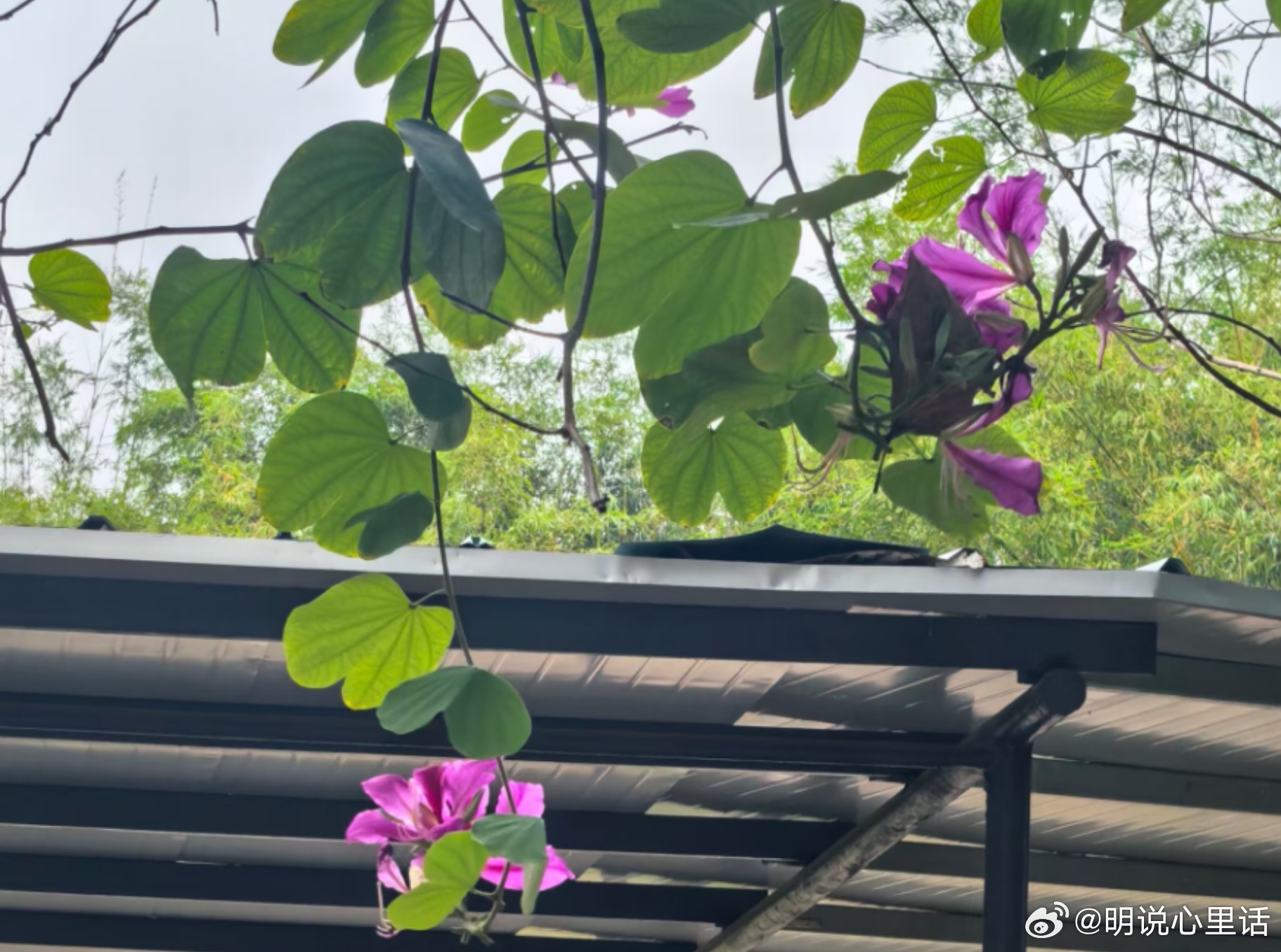 吸引力  这是我的心里话  根据吸引力法则，只要两个能量磁场对的人在一起，就自然