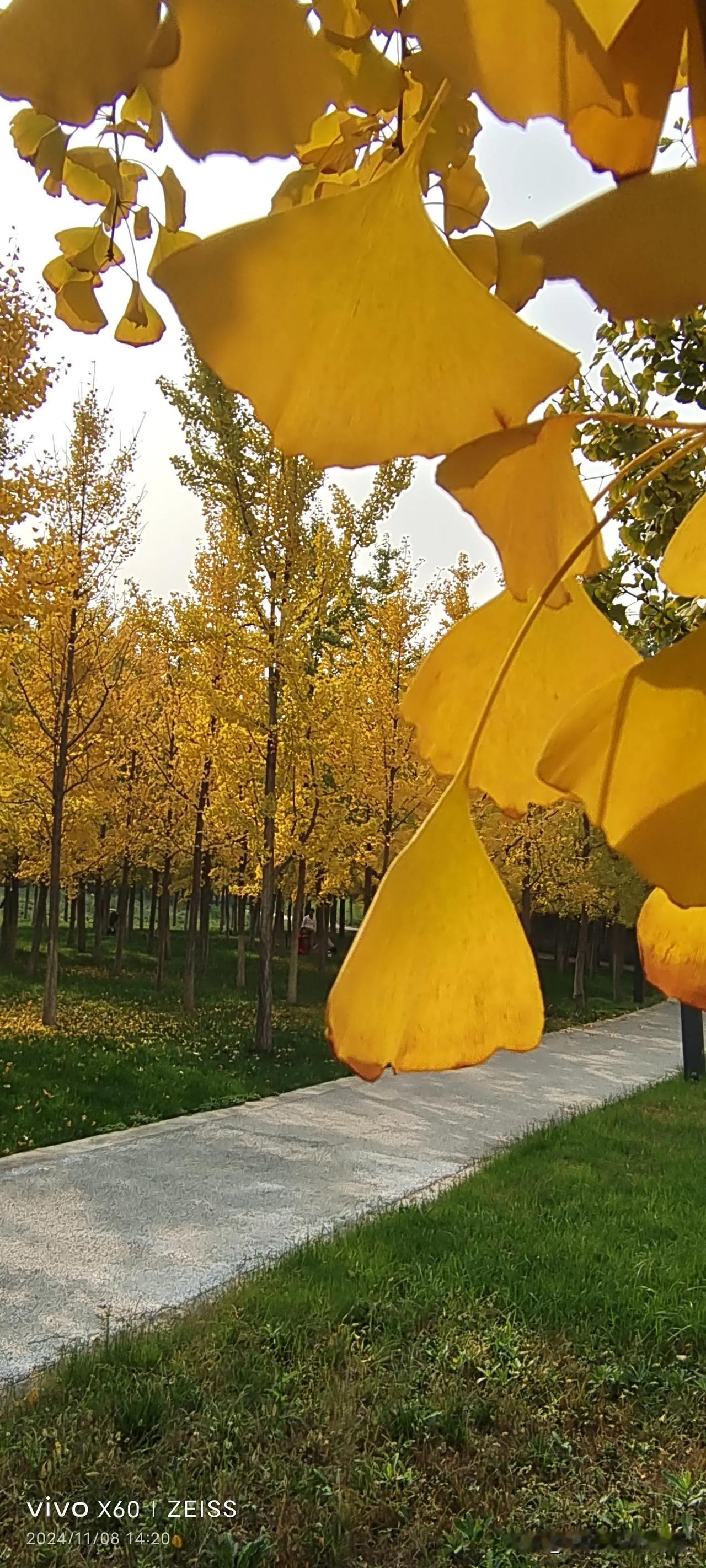 逛兴平南位镇井王村“老王古会”，应该咋坐车？
①坐咸阳53公交，在沣河森林公园站