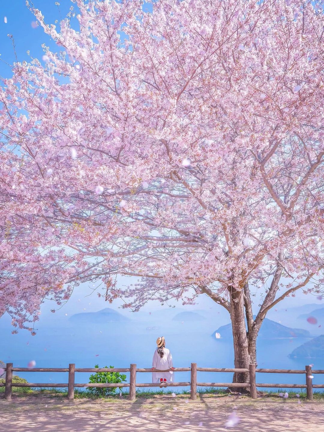 日本旅行🌸樱花季 绝美濑户内海赏樱tips！