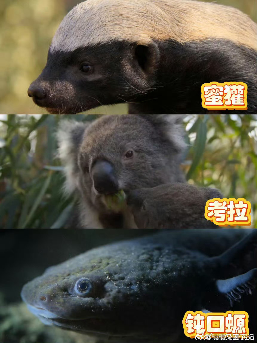 配音演员是一种很神奇的生物就说配音演员都是怪物吧日常说话平平无奇，一进入录音棚瞬