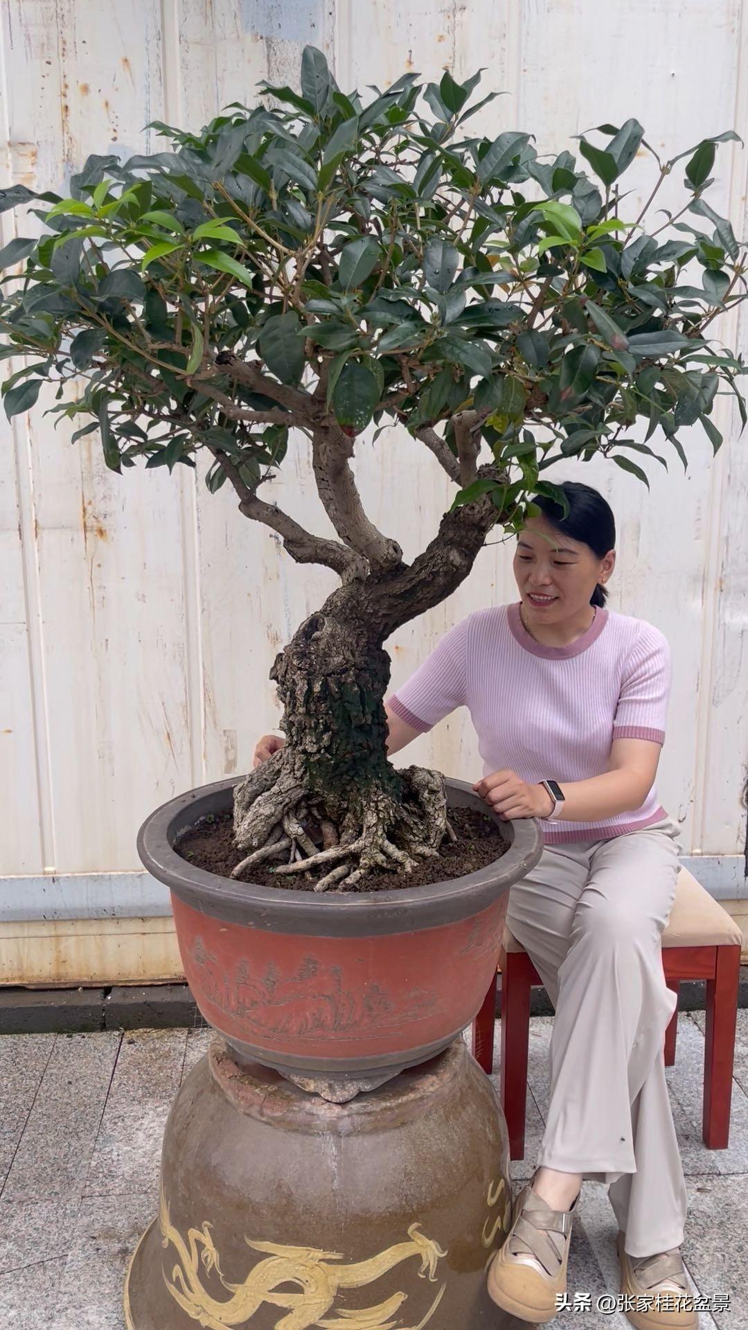 你现在在养哪种盆景?桂花盆景，夏季花芽分化，秋季花开，桂花属于中国的十大香花，值