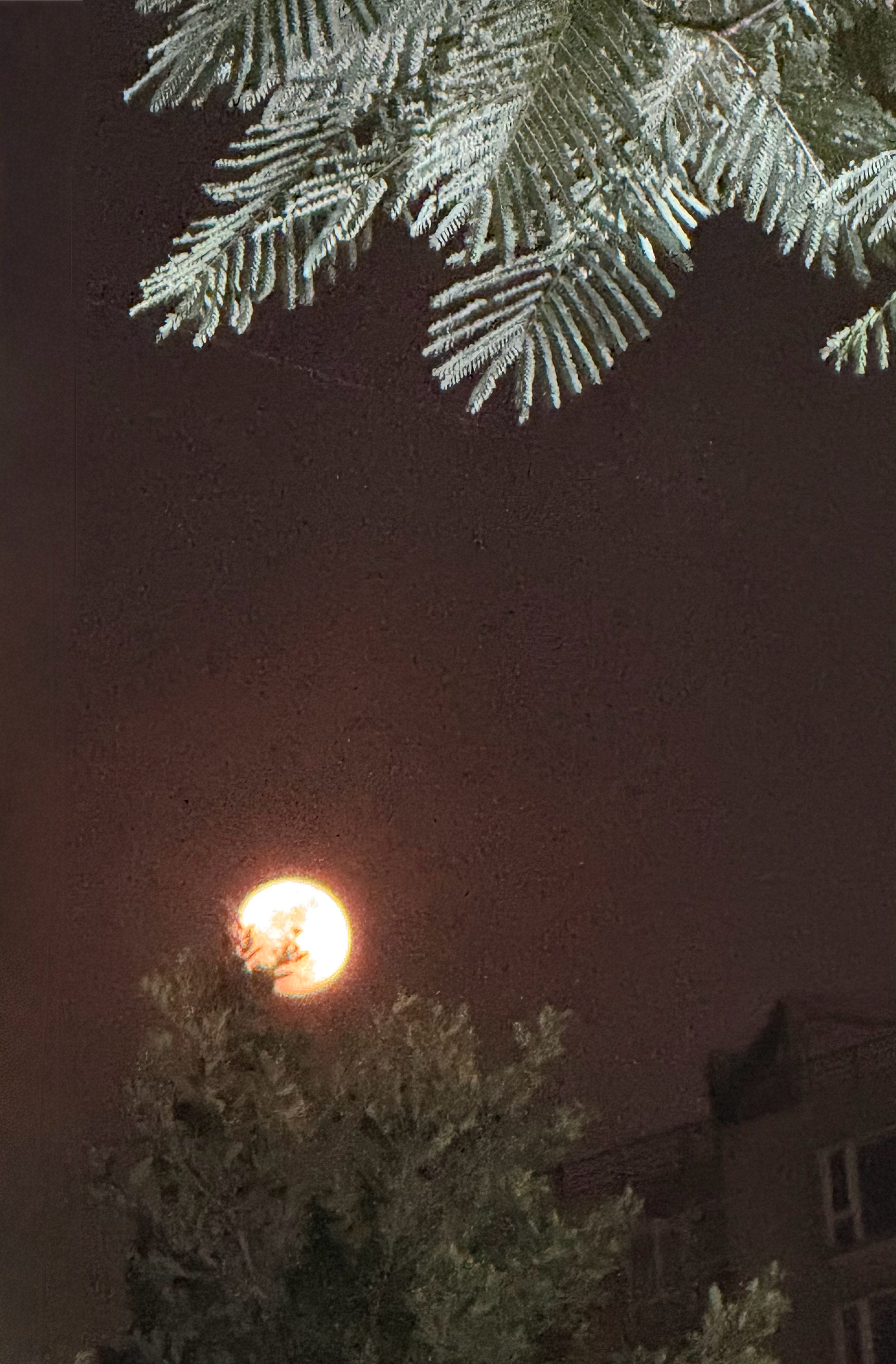 树在眼前，月在天外。你会爱上树还是月？晨曦说