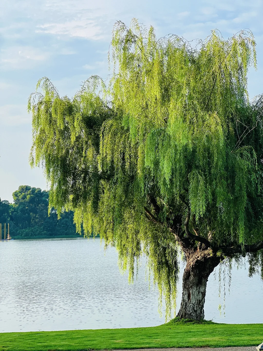 一树一世界 如诗如画的风景 摄影美图 我拍到的树张力 难道就我一个人喜欢拍树吗