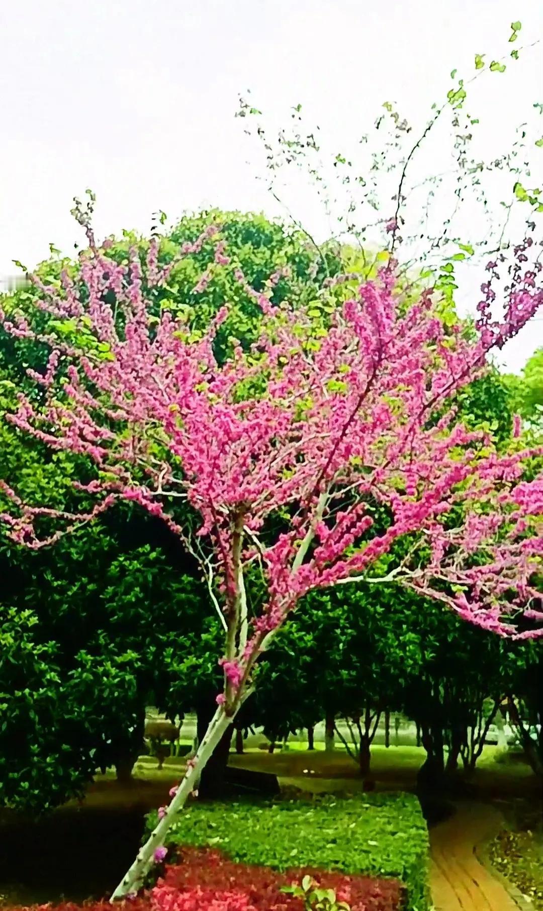 谁有花草照片，可以晒下吗这花真美！清晨漫步时，偶遇一片绚烂的花海，五彩斑斓的花朵