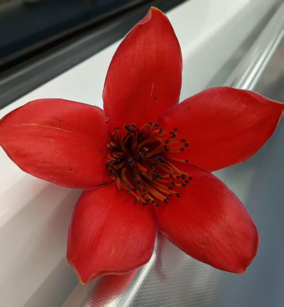 一朵鲜花盛开图红得像团小火焰，花瓣舒展着，把春日的热烈都凝在蕊心，连窗沿都被这抹