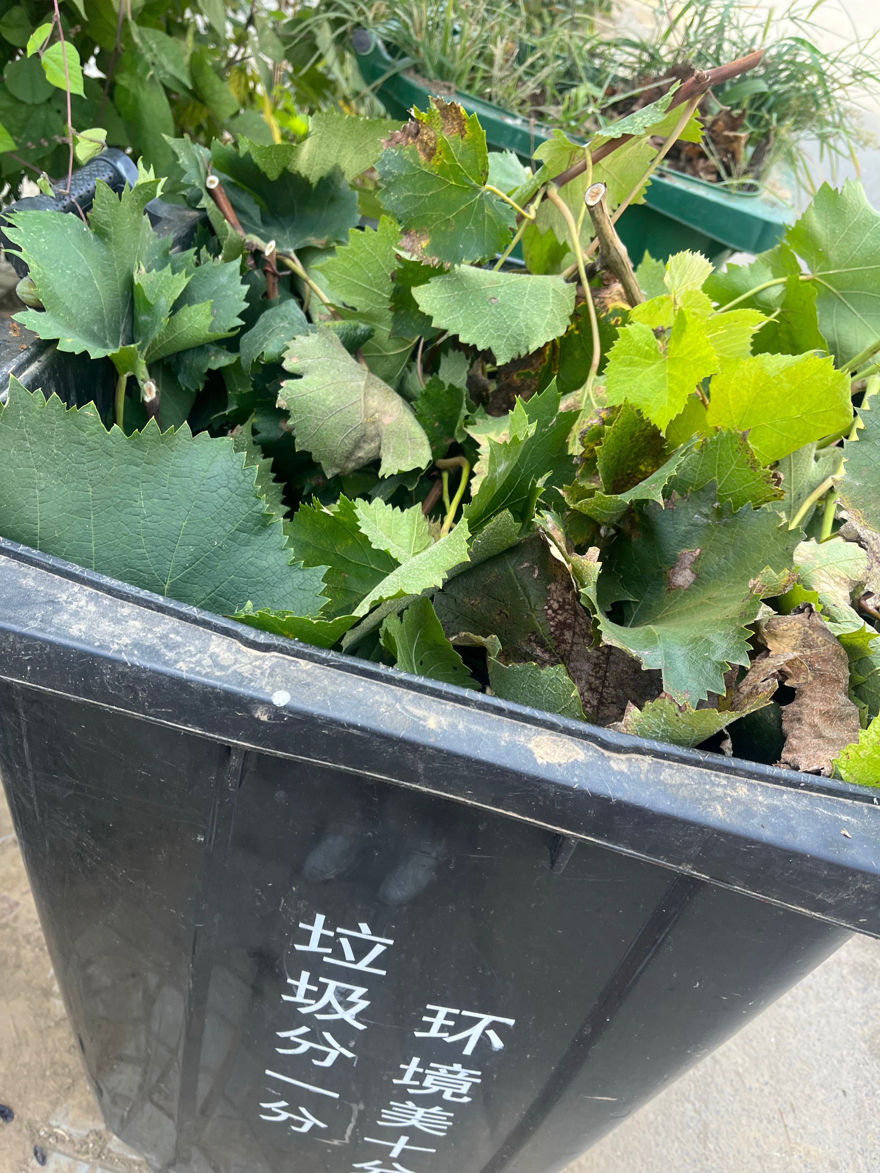 昨天晒的是我粗制滥造的早餐，其实也是午餐和晚餐，一天吃三顿同样的饭菜也是没谁了。