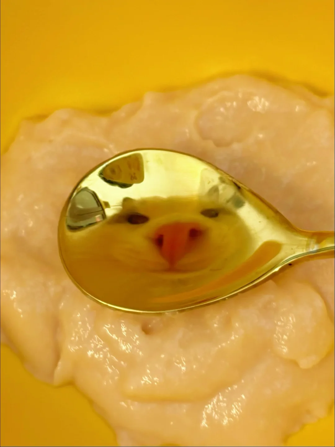 今天的辅食是……？