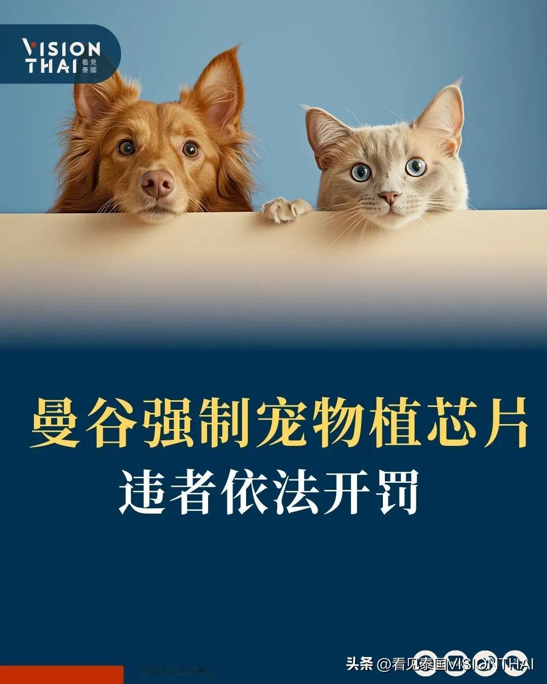 【曼谷强制宠物植芯片 违者依法开罚】
曼谷市府1月24日起实施猫狗强制登记与芯片