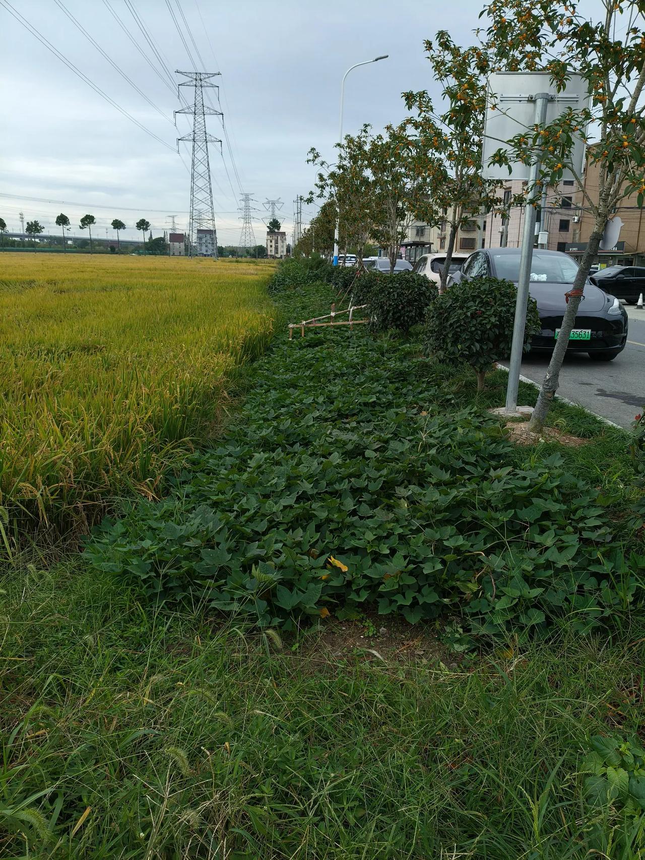 种菜