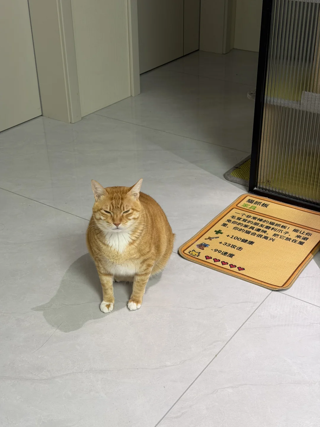 给咪买了新的猫抓板