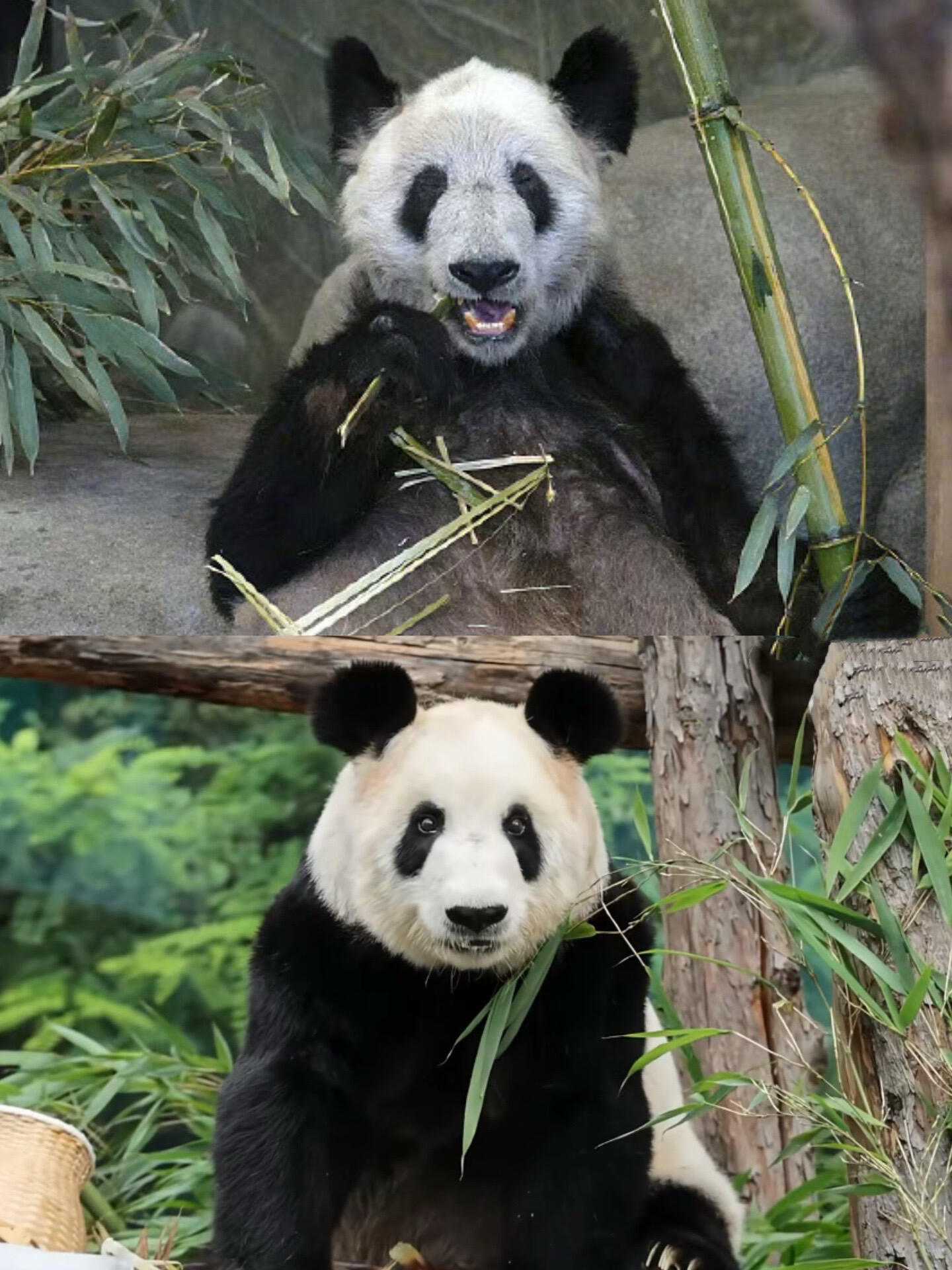 丫丫回国两年判若两熊回国两年多彻底大变样！从骨瘦如柴到胖若两熊，可见北动是花了很