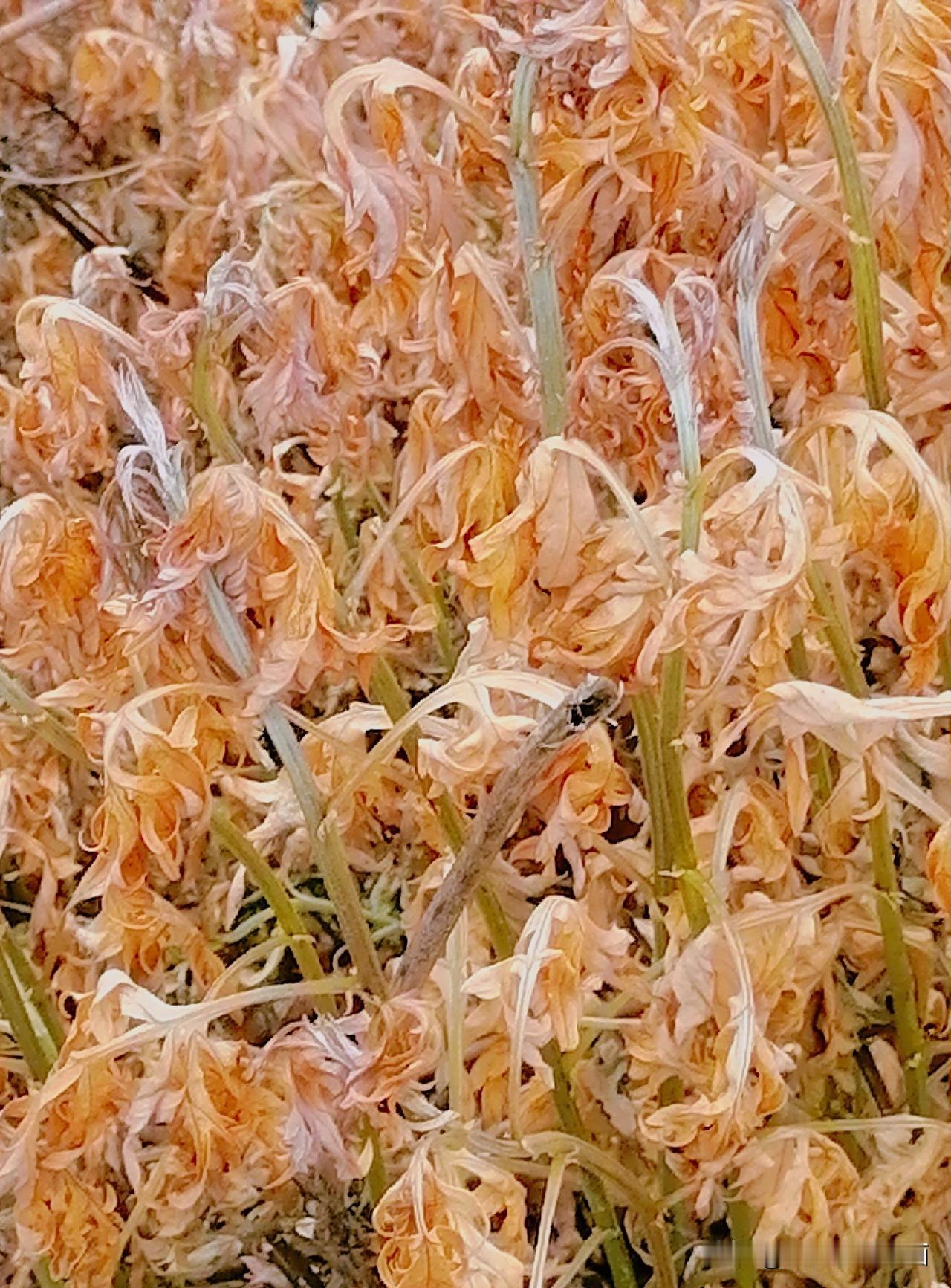 《枯草之美（李林摄于汉中城固》