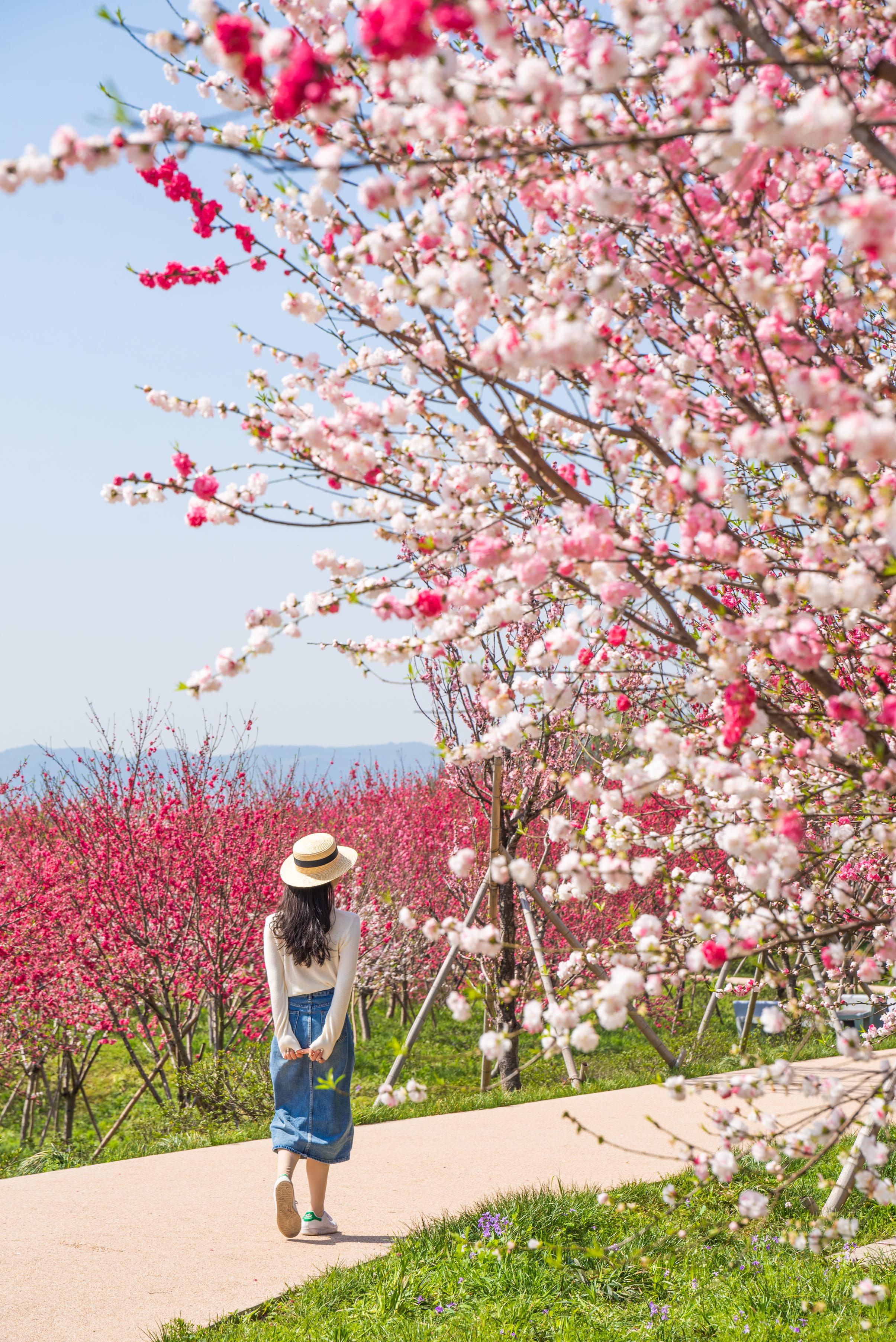 这个清明假期，等你来赏湿地桃花盛景。湿地公园正被一场粉色浪漫悄悄包裹 ...
