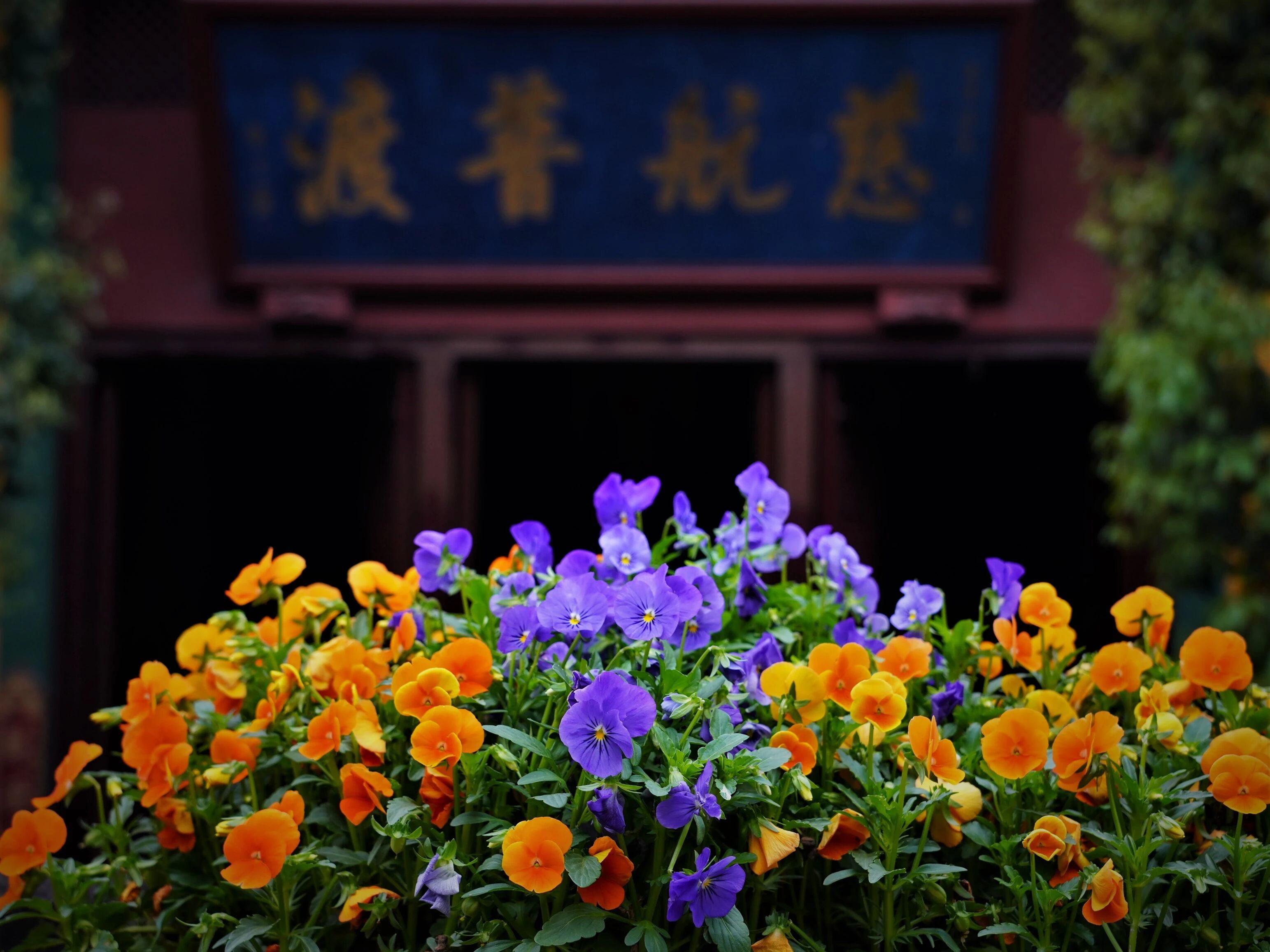 善用其心：常不舍离 胜功德法。《华严经》中讲到多种不舍离法，经云：若诸菩萨能行十