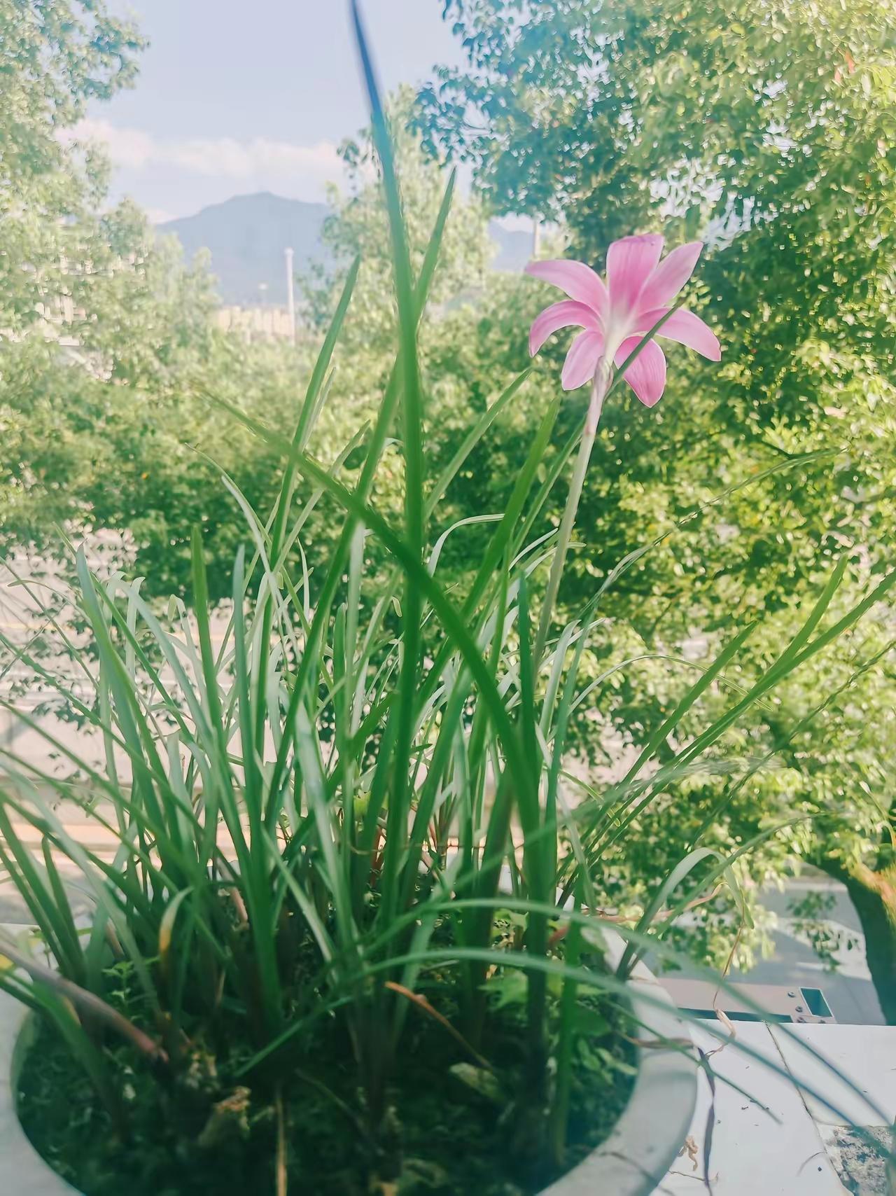 分享手机里的花花草草