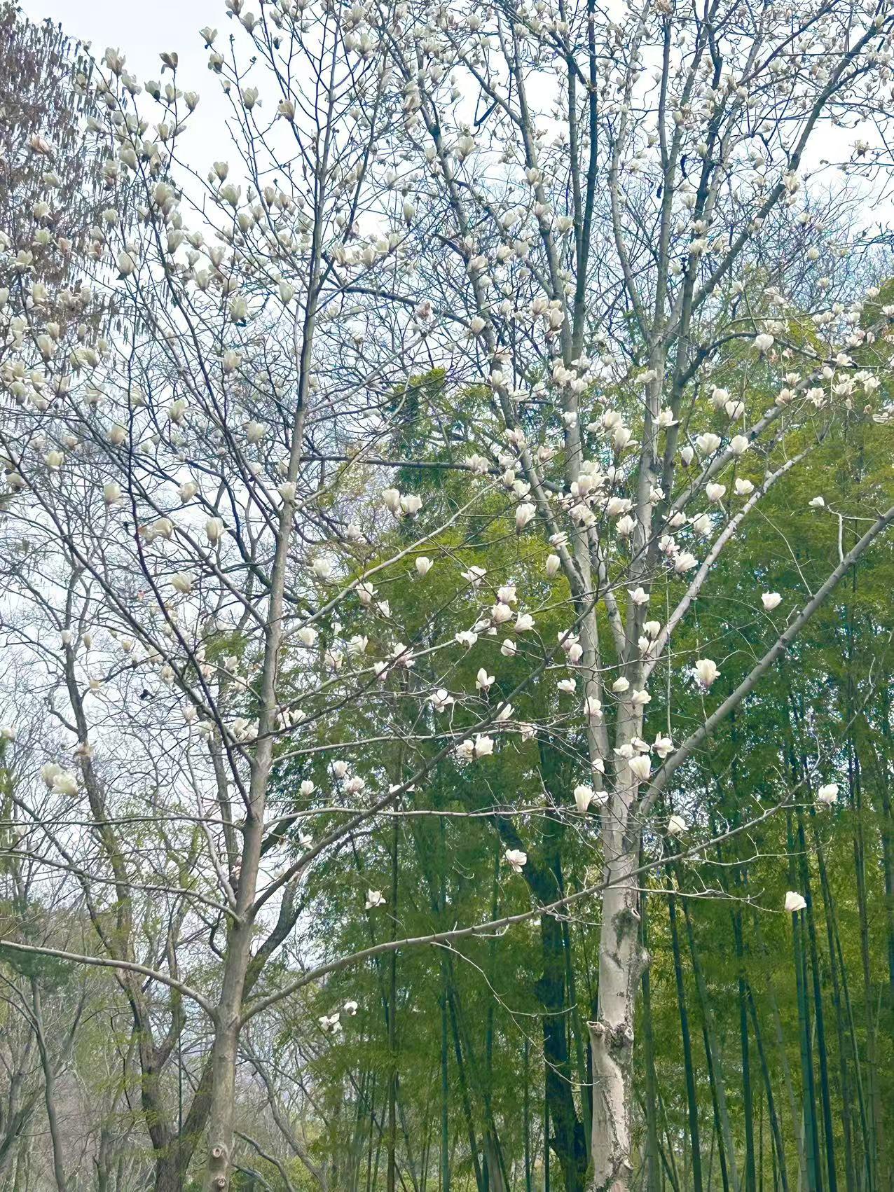 广玉兰的花期接近尾声，看看满地的落花花瓣，不由得想起了《红楼梦》中的“林黛玉葬花