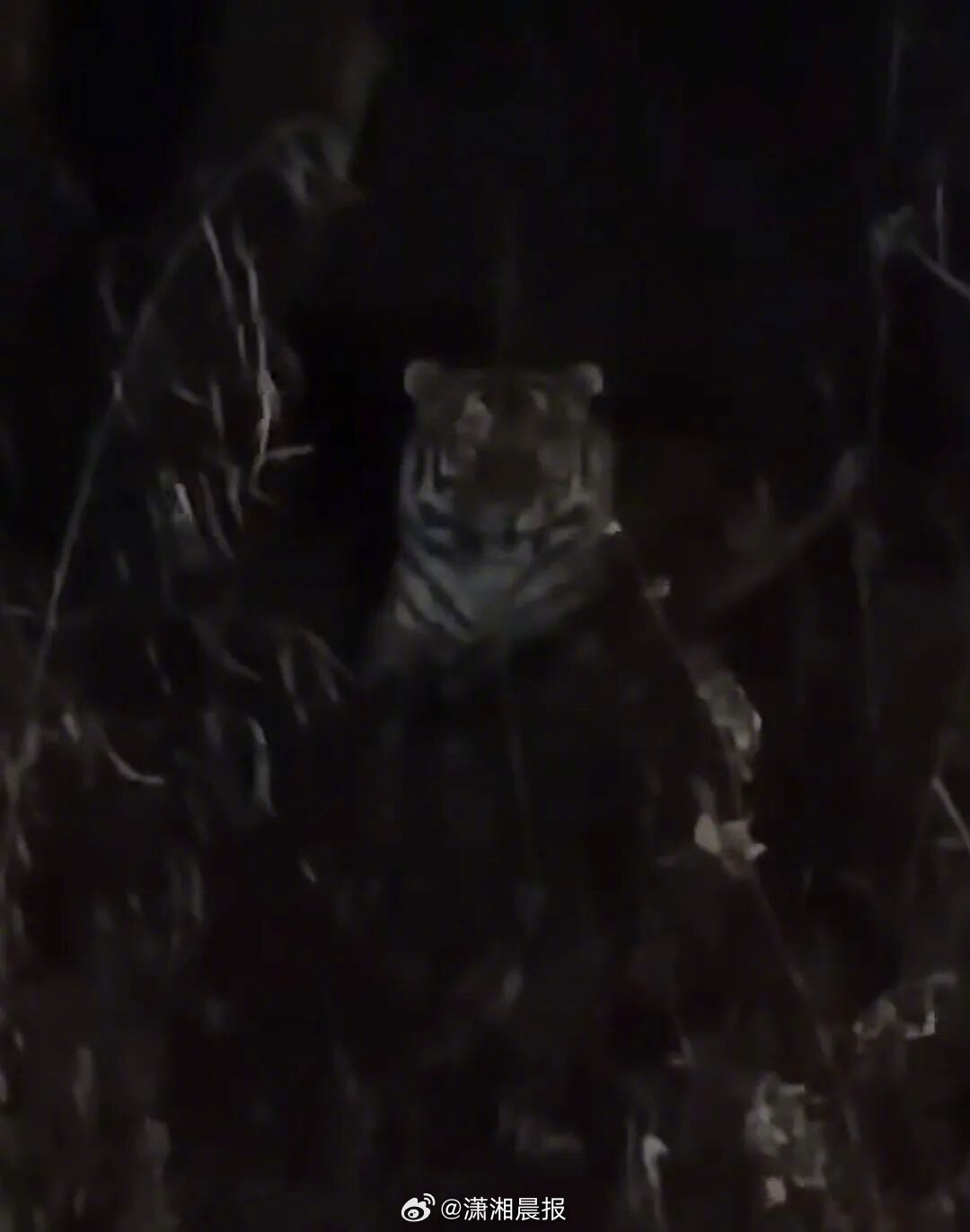 【#吉林疑有人近距离拍摄挑衅野生老虎#，“诶，你站起来给我们拍张照”？#当地回应