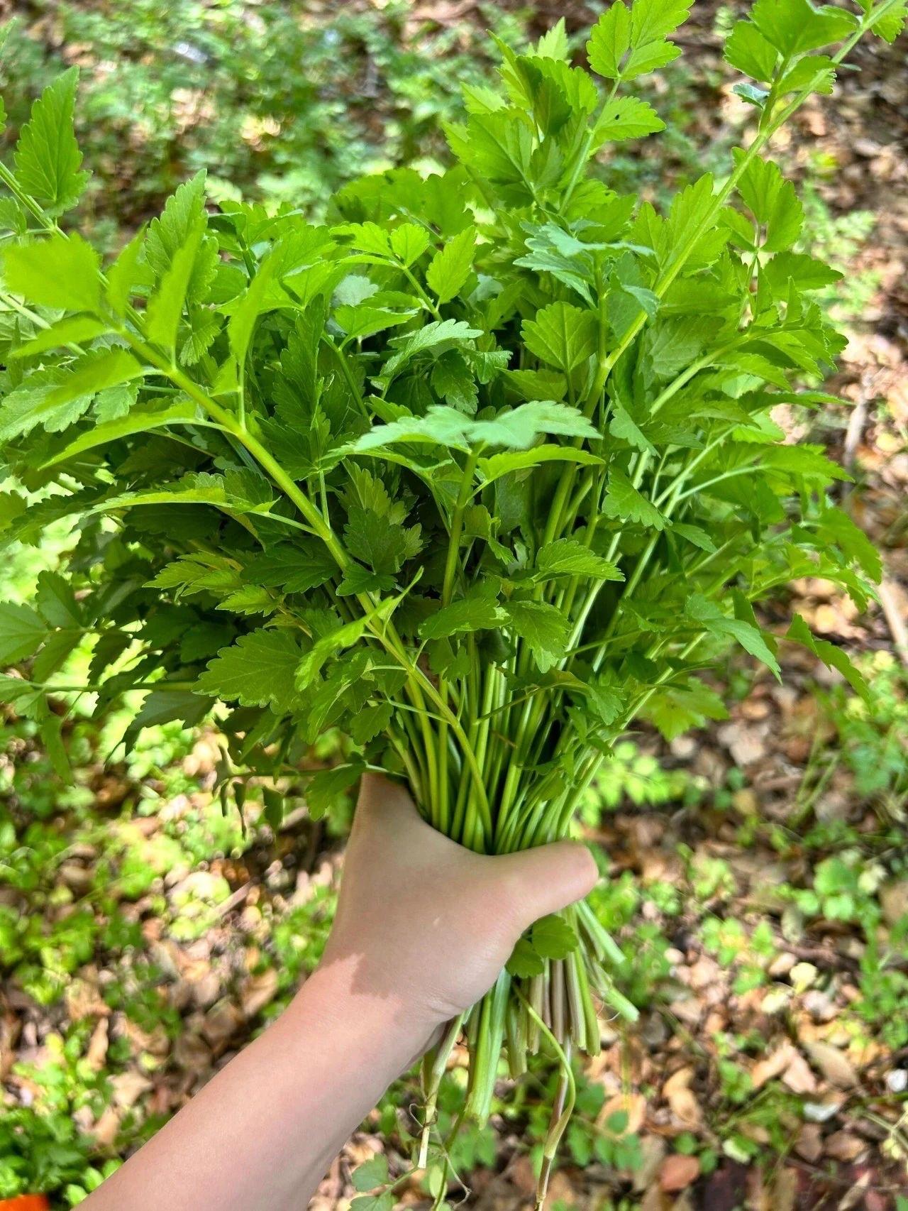 急需一个东北人，告诉我这是什么特产啊！ 看着有点像香菜，并不像芹菜杆子那么粗那么