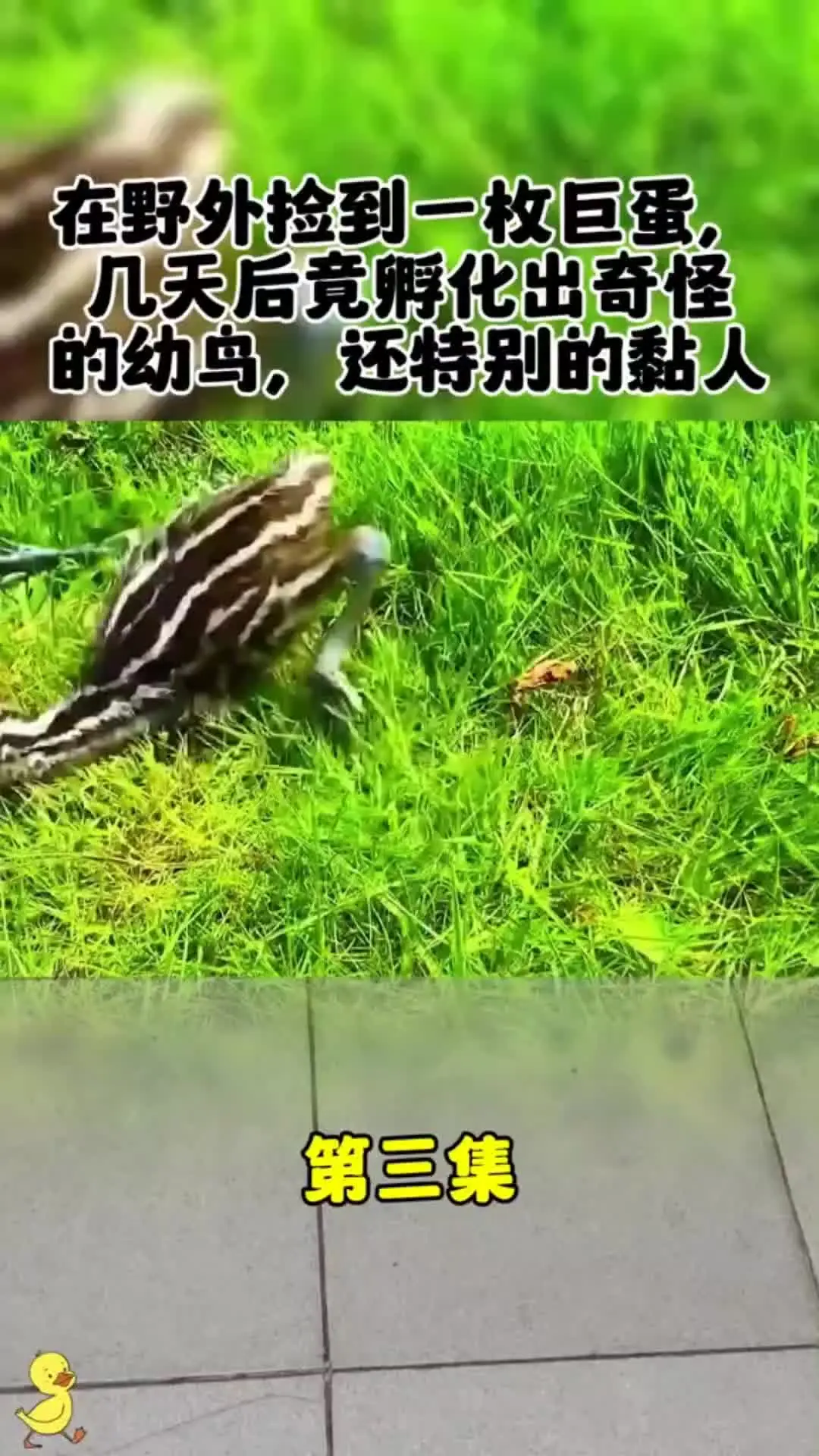 内容启发搜索 神奇的动物在 动物世界