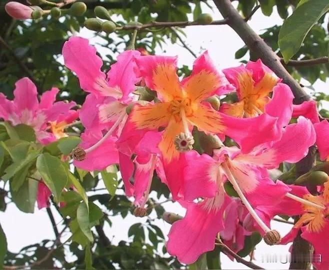 一年又一年
秋风起思念至
总有一些光阴
在夏花灿烂中绚烂
总有人默默温暖你

歌