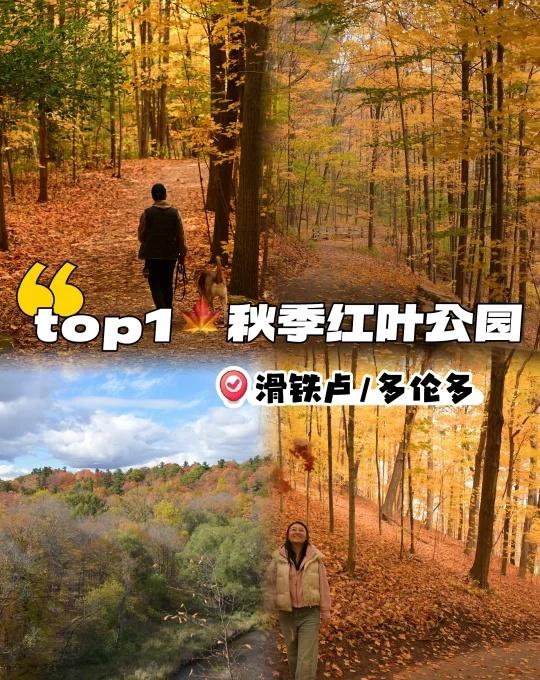 🇨🇦滑铁卢多伦多枫叶🍁徒步路线推荐top1
今年去了很多红叶🍂公园 这个
