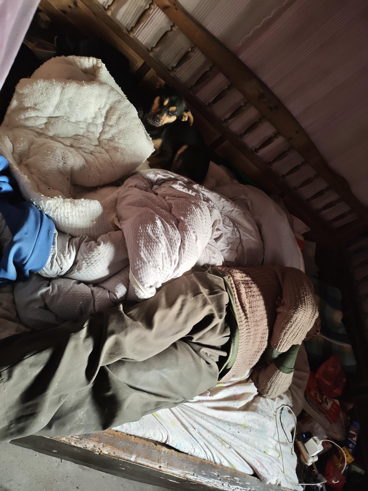 旧床铺的褶皱里，藏着最踏实的安稳。主人醉后沉沉睡去，四眼田园犬静静伏在床上，黑亮