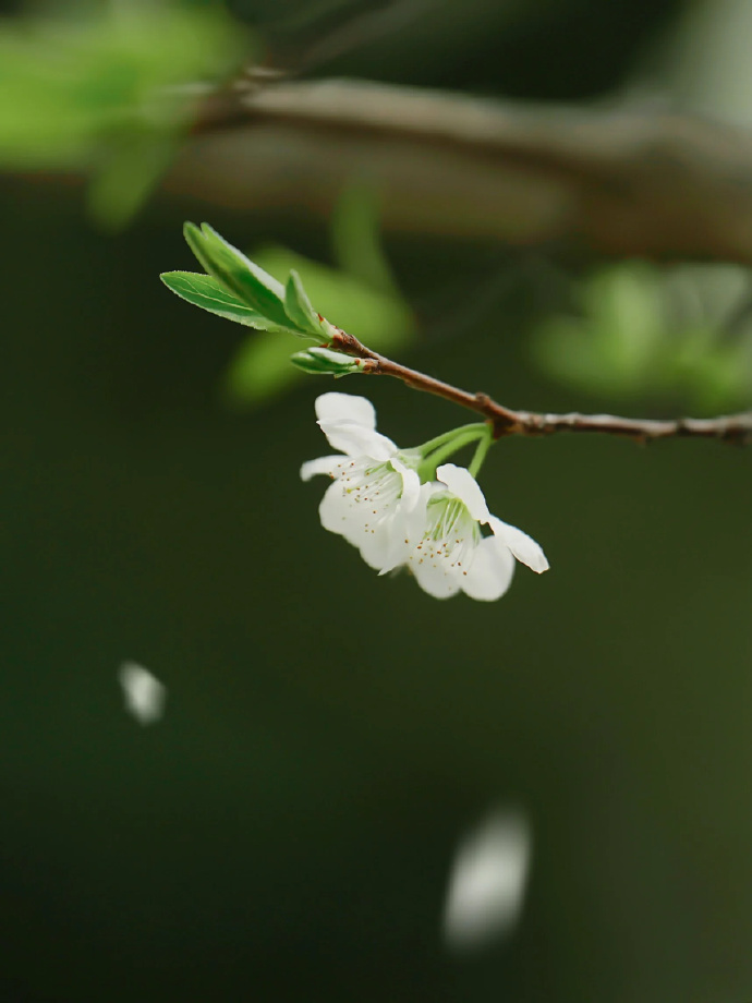 “ 梨花一枝春带雨 ...” 