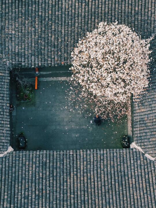 一树花开，惊落半城春意🌸｜寺庙里的中式美学