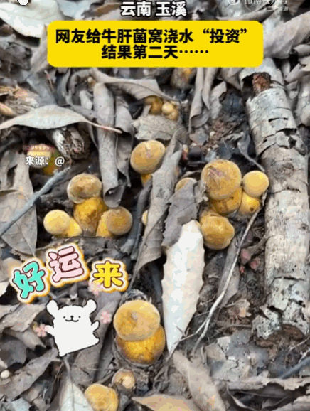 云南玉溪，一女子发现一处牛肝菌“宝藏”，舍不得立刻采，还特意浇水养护，满心期待第