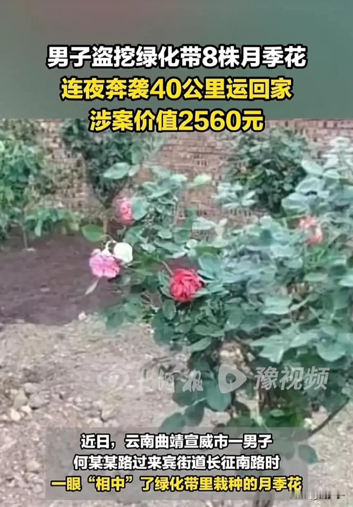 “手欠的下场！”在云南曲靖，一名男子开车时注意到绿化带里的月季花，一时心动，决定