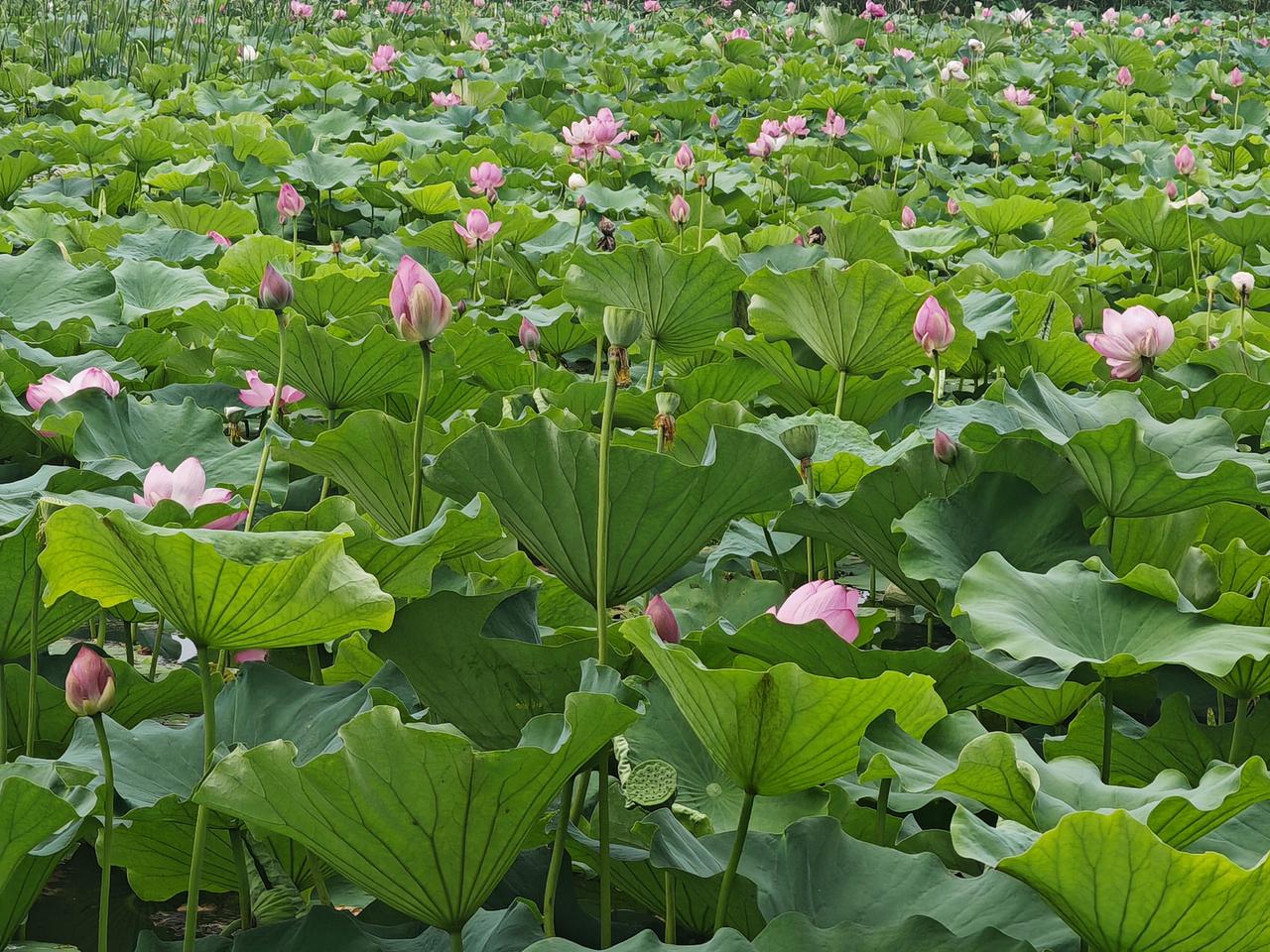 今日分享随手拍照片一池荷塘铺展满目生机，层层叠叠的碧绿荷叶挨挨挤挤，舒展着圆润宽