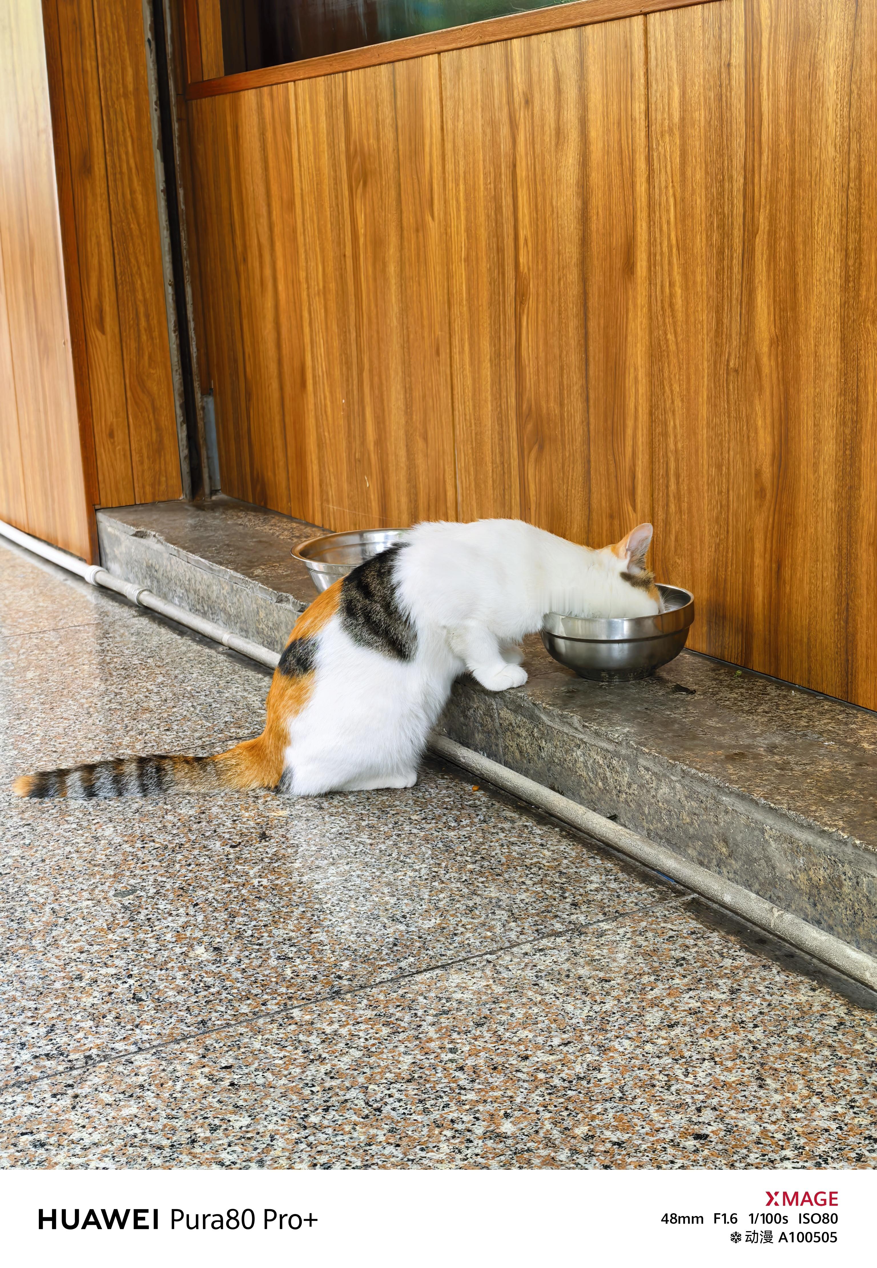 看看我拍的🐱 ​​​