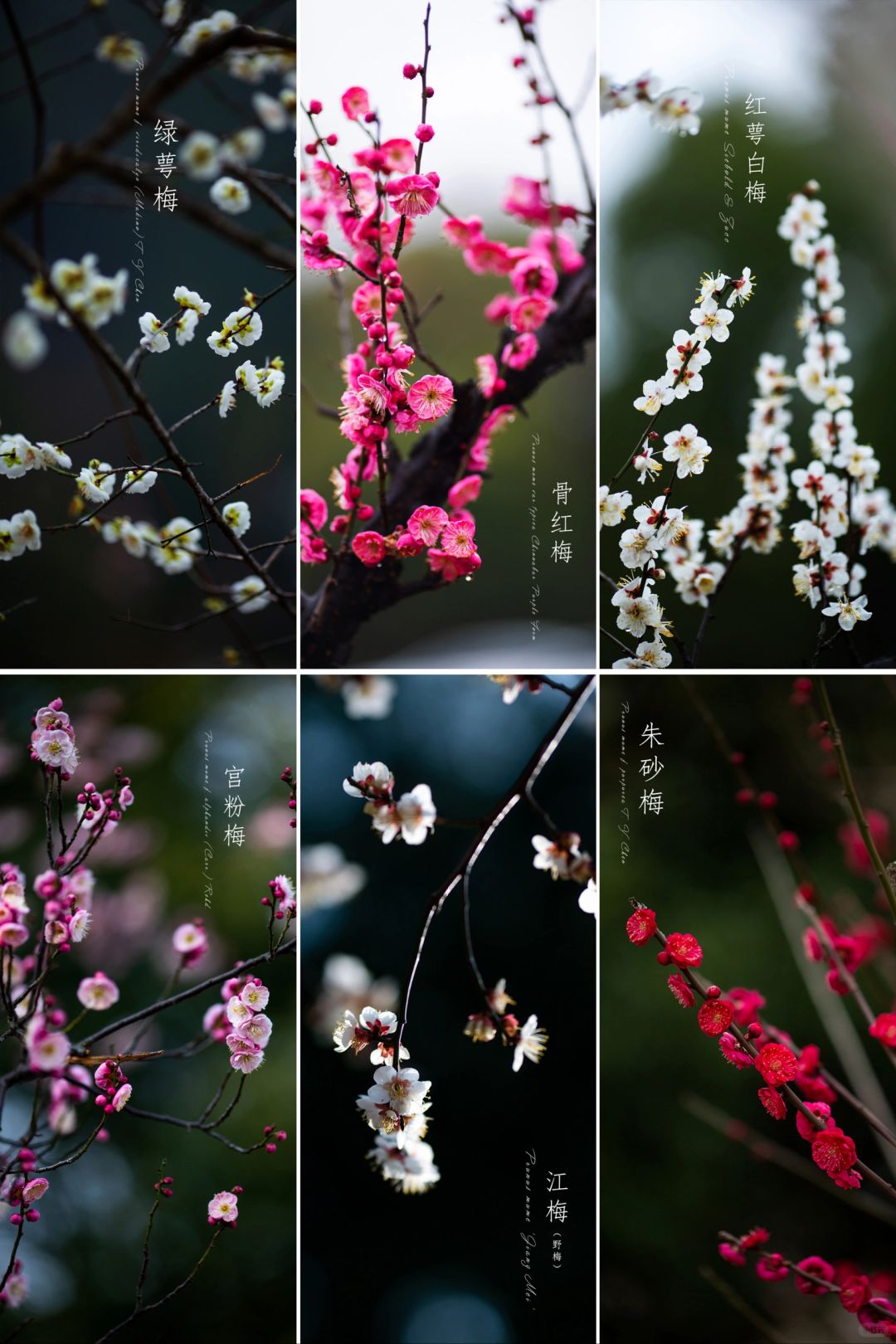 这个春天，你拍过几种梅花？梅花集