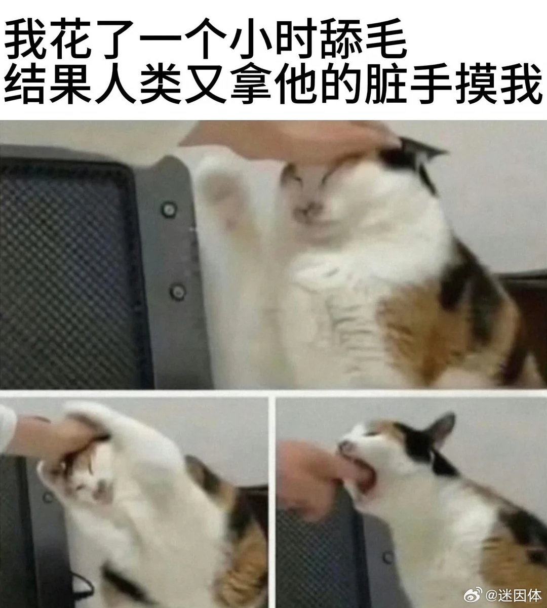 咬他memes迷译图