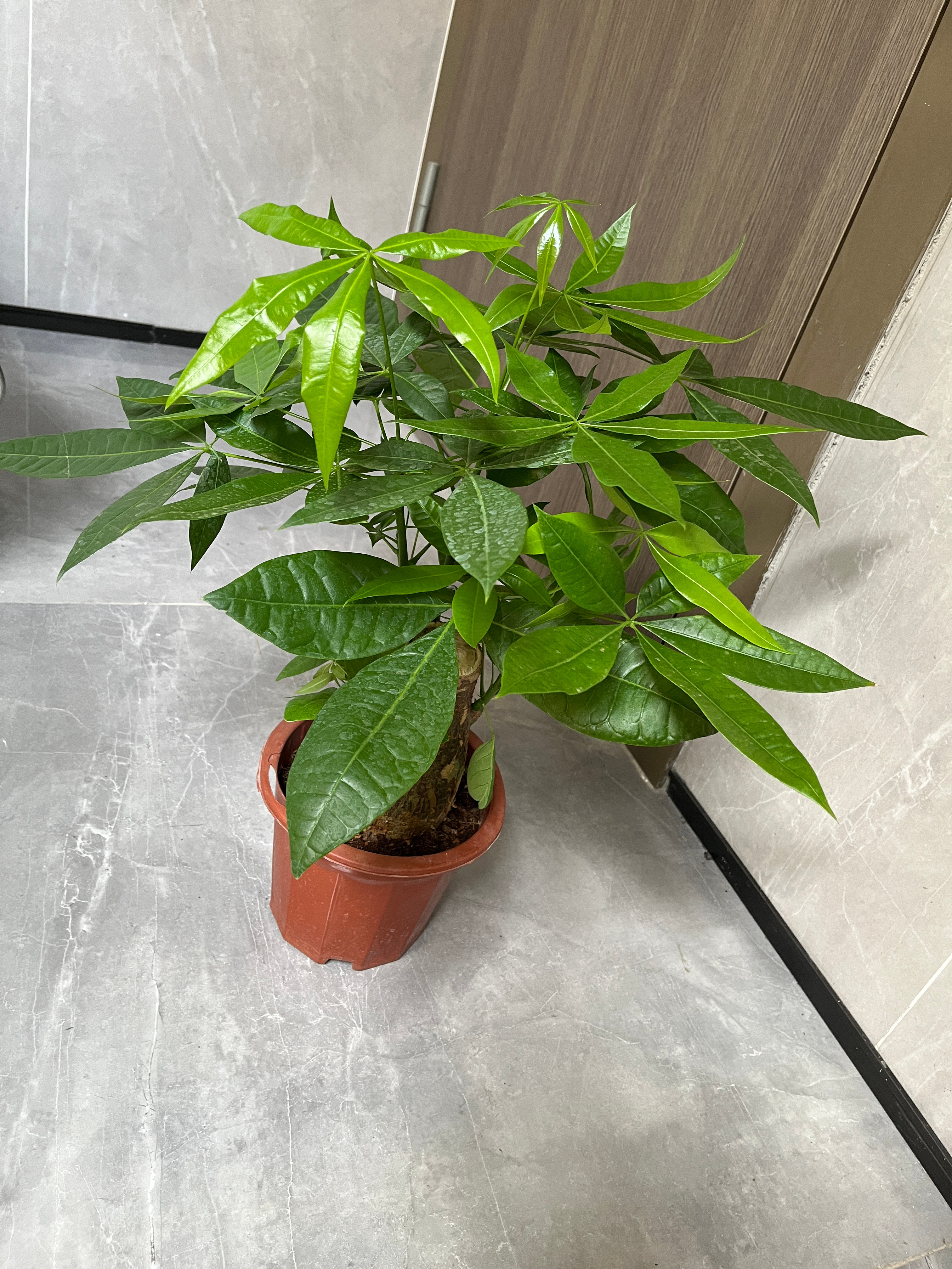 又对新的植物下手了。这个发财树真的好靓。 