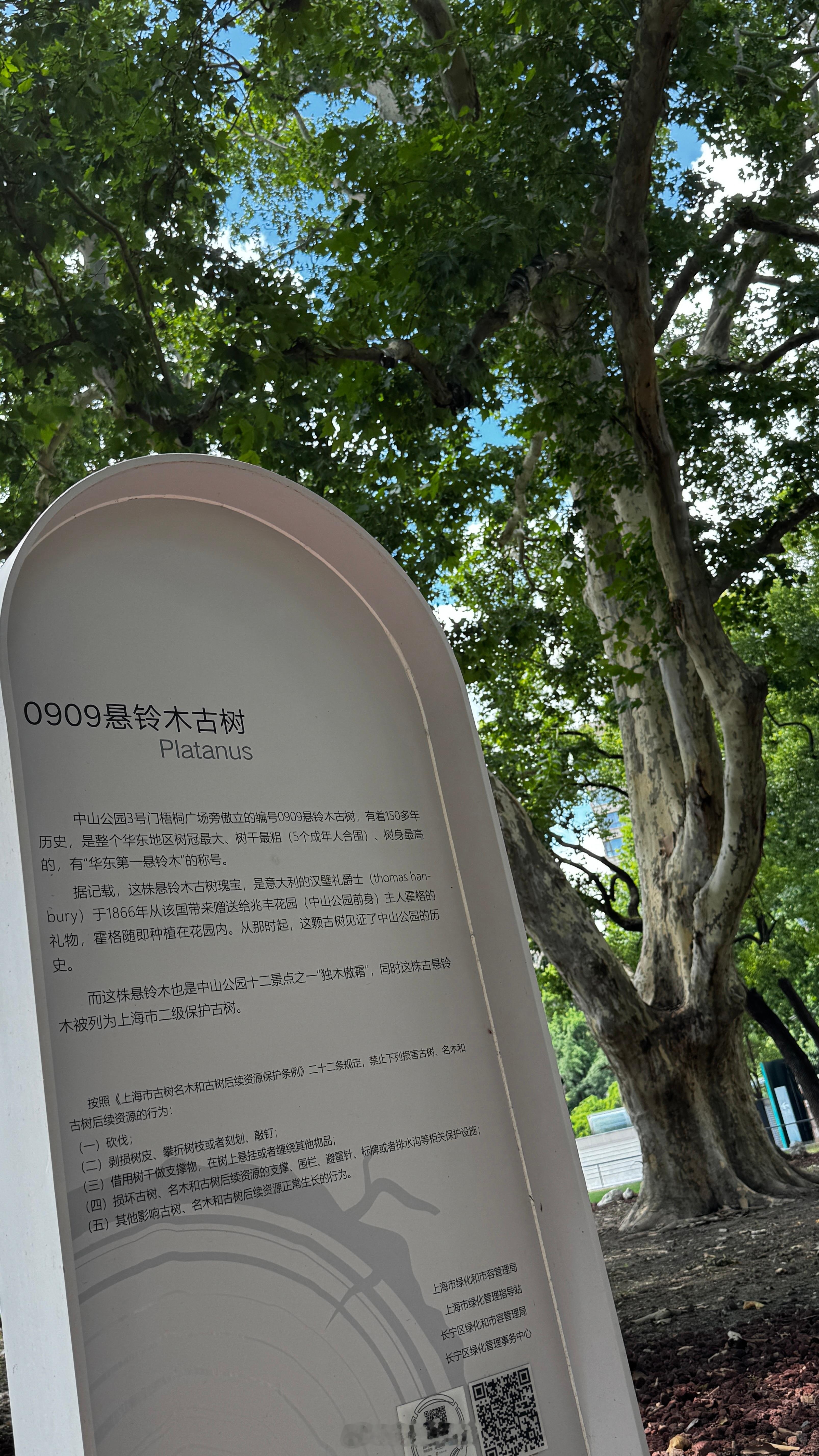 原来上海街头的绿化树是悬铃木…这棵树也是华东最大，一棵树可以让几百平方绿树成荫。