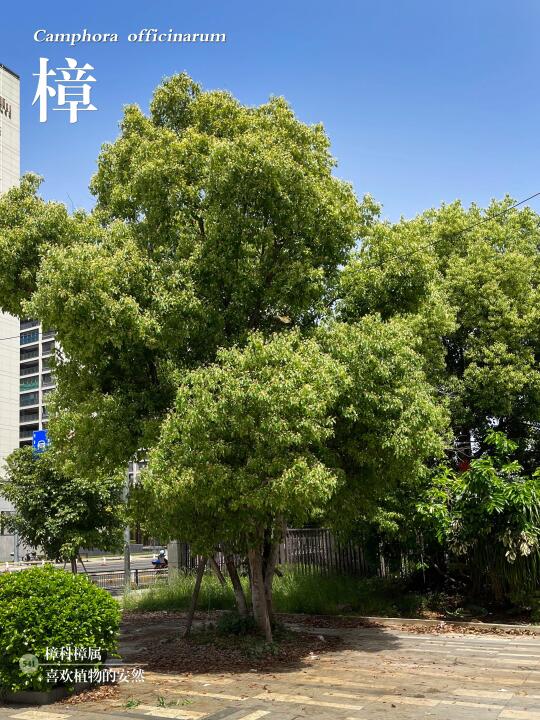福州植物打标541|弥漫淡雅清香的“香树”-樟