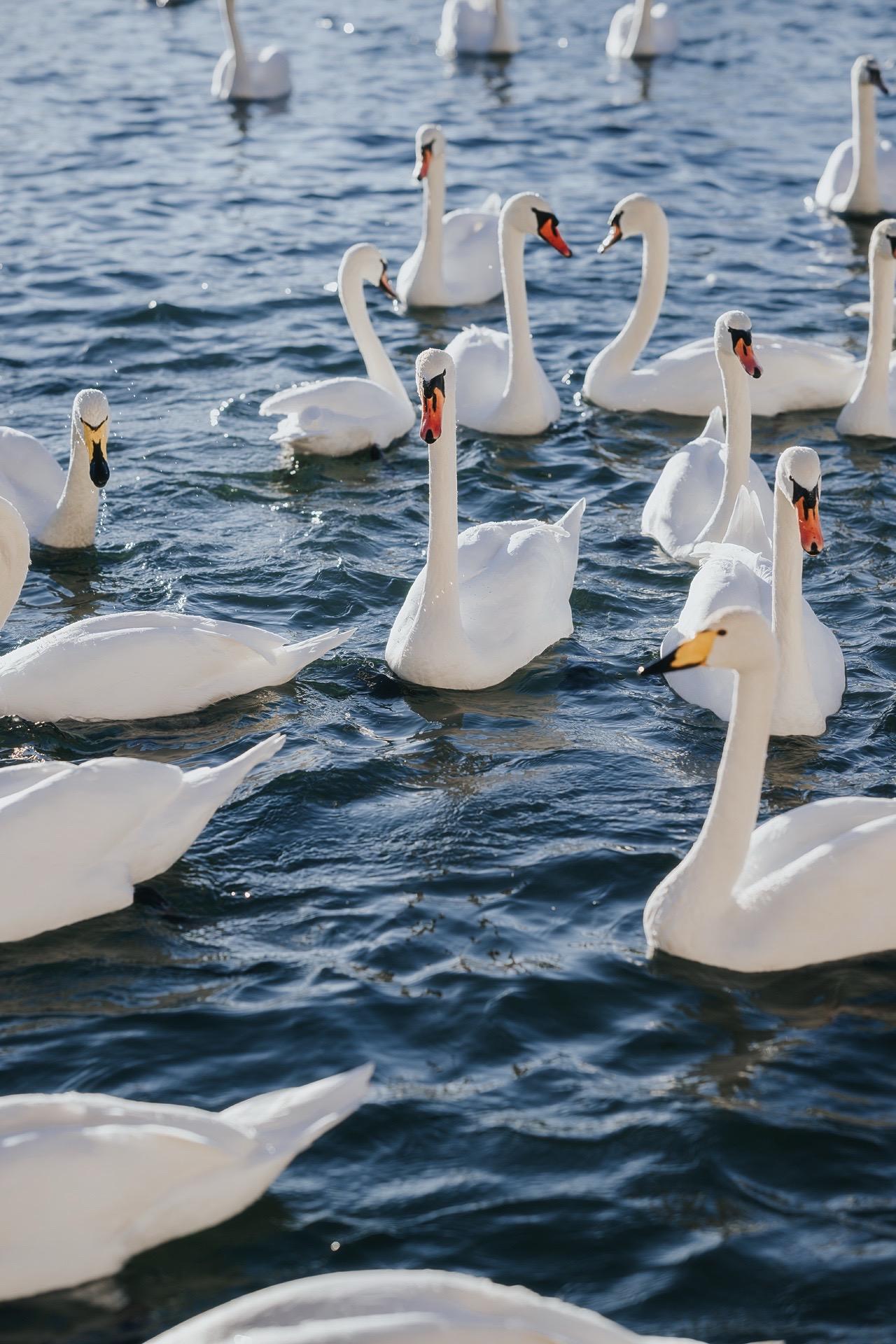 清波荡漾鹅翼翩。