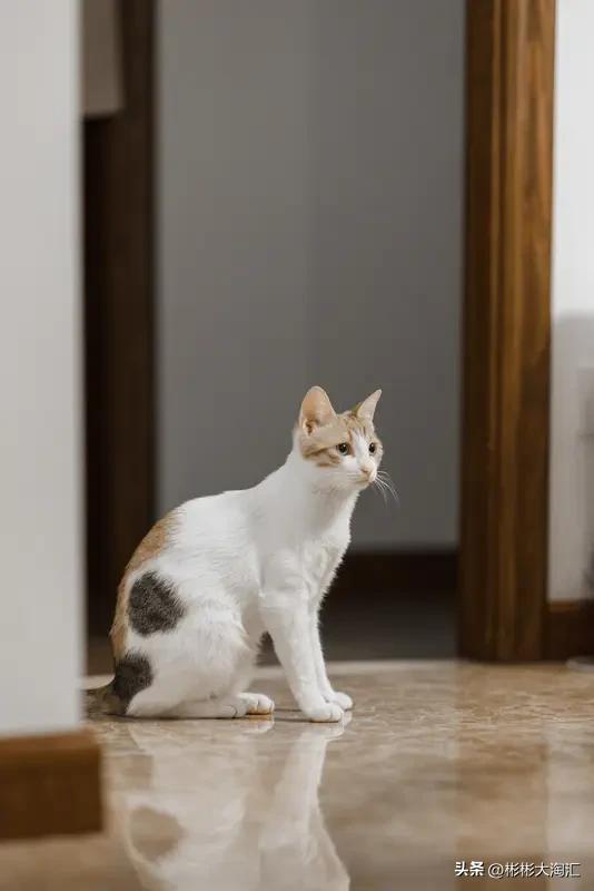 常见猫咪平均寿命,你了解多少? 常见猫咪平均寿命还挺让人关注的。一般来说，室内家