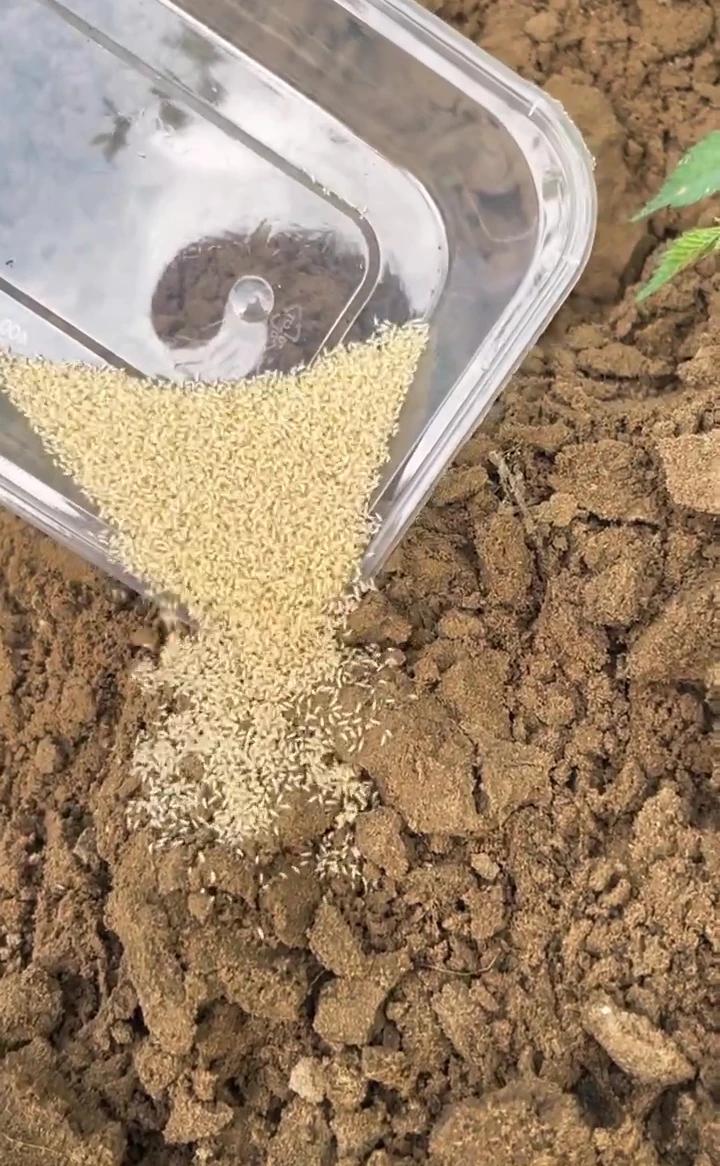 就是这样种的，撒到上面就行了。这个茶苗他们自己就钻下去，种的都是活体茶苗。