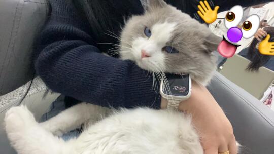嘿嘿就爱🐈
