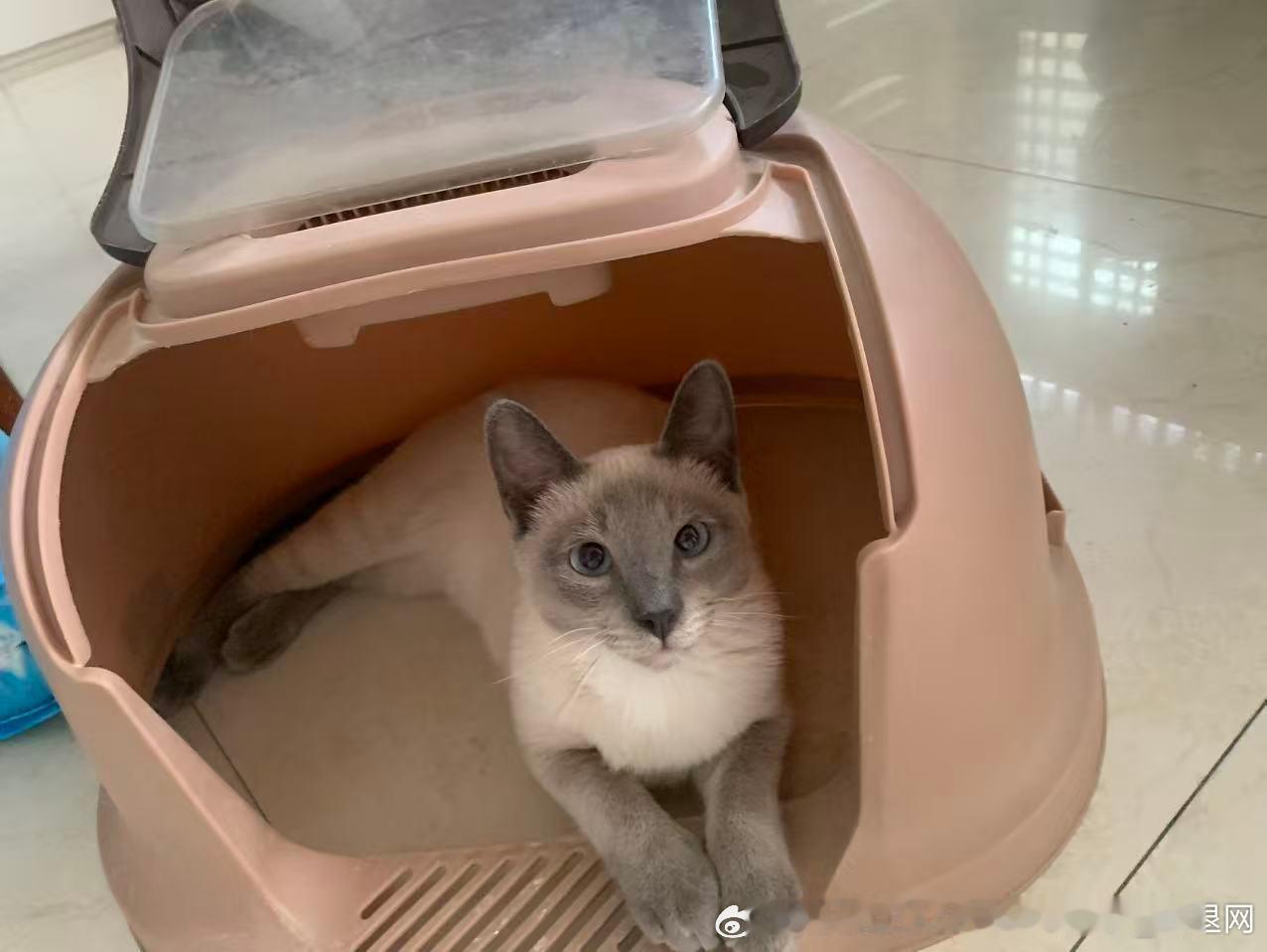 3873只黑脸非得趴厕所里几个意思 