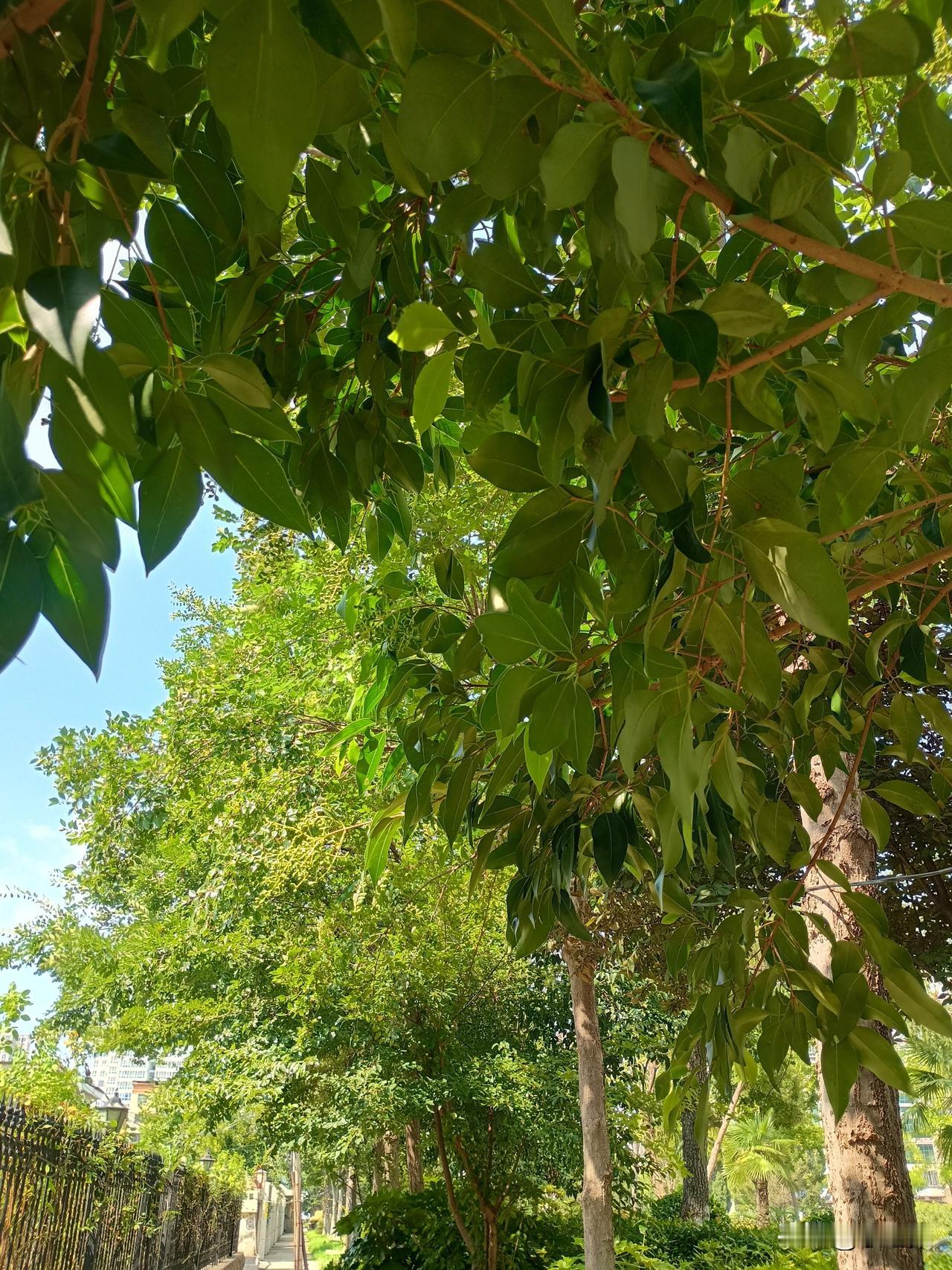 夏风抚绿柳
春雨养红花
——每一个清晨都有不一样的感受，每一朵花都有不同的价值！