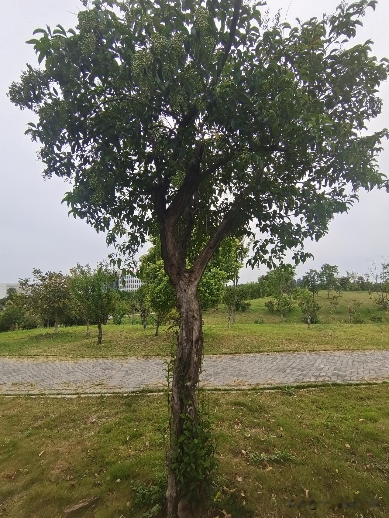 大叶女贞意志坚
身子几乎少半边
老树身空心半残
曾遭风雨折枝干

满身伤痛苦不言