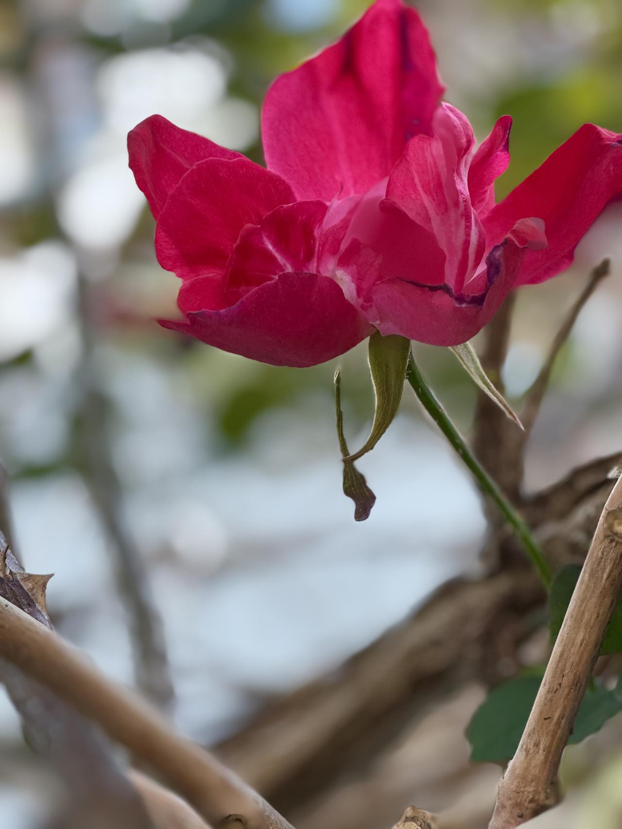 晚上随手拍的月亮风露催寒，月季残败，艳褪叶枯，残枝摇暮，枯而有韧，静待来春再绽。