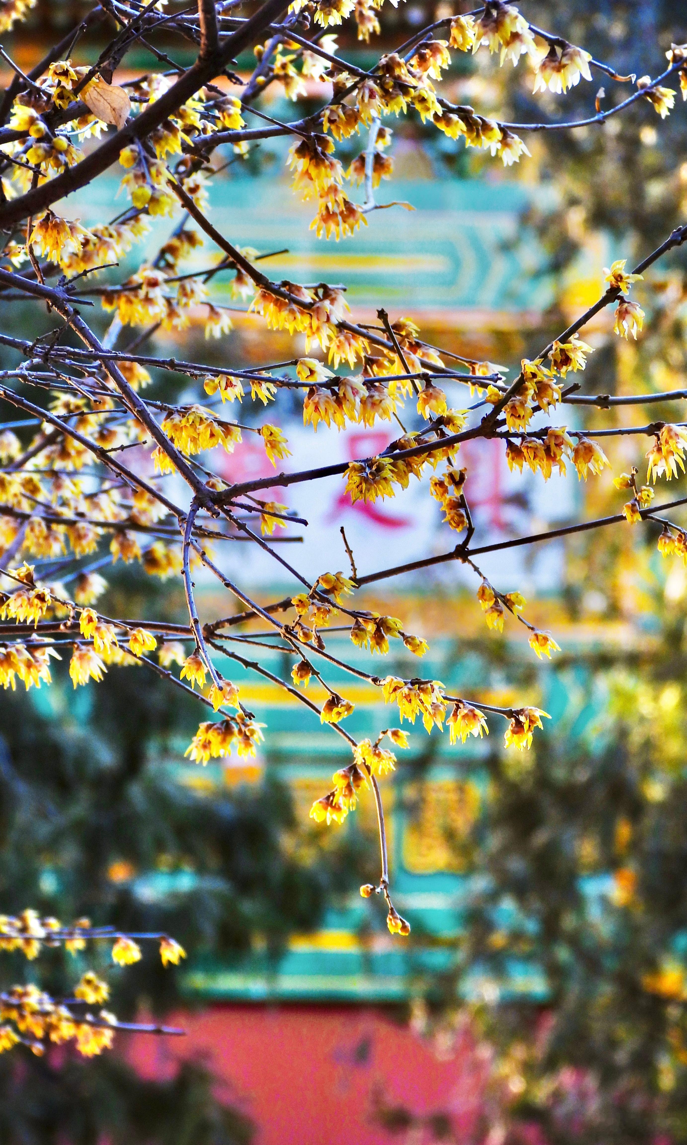【国家植物园 卧佛寺】古寺红墙下，金英缀老枝。暗香侵佛殿，不待早春时。摄影