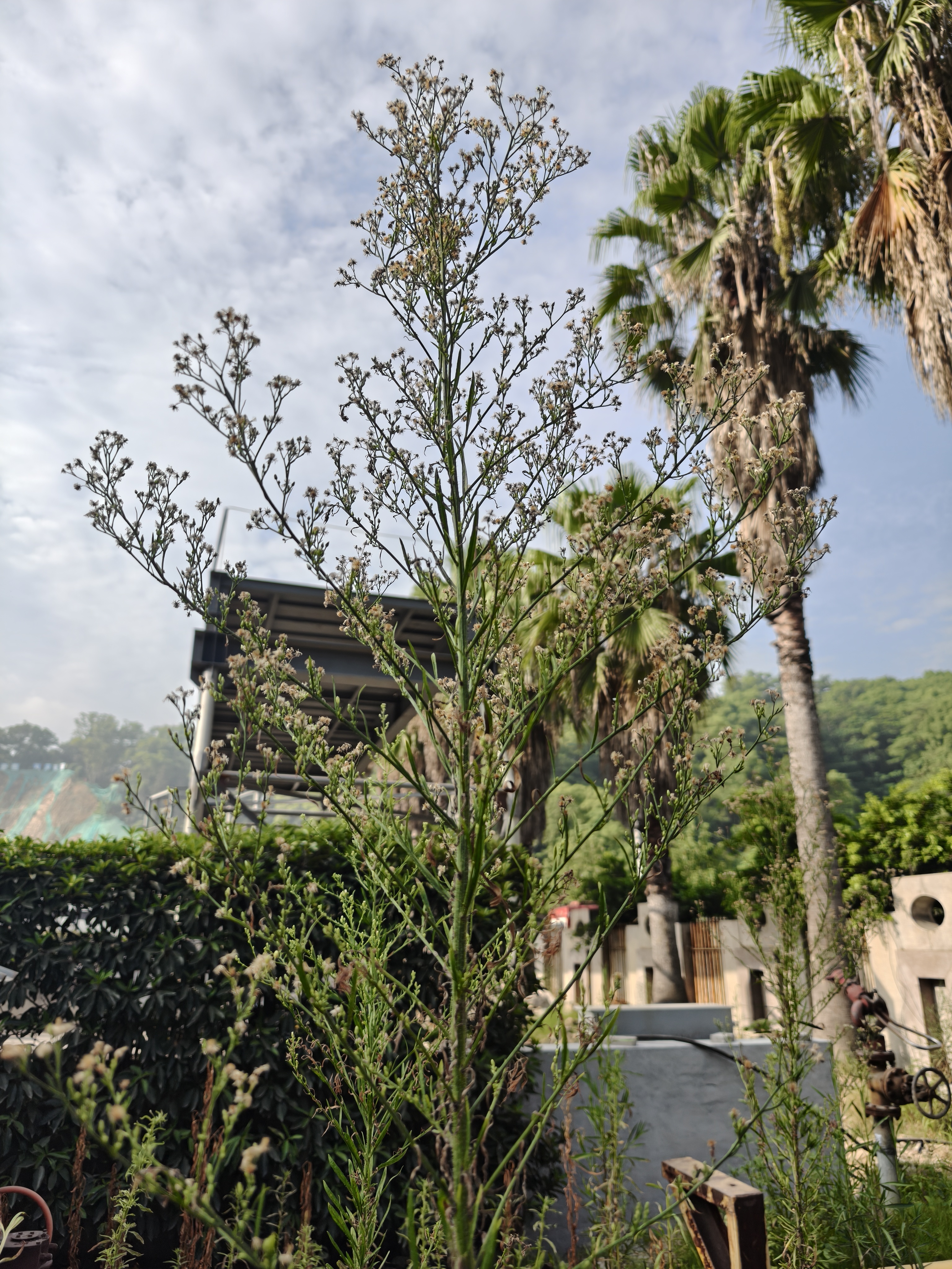 哈，野蛮生长的狗尾巴草长这么高每天早起打卡 ​​​