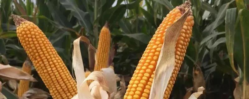 《中国十大品牌玉米种》
1、虎虎生威冠王：137；
2、子 弹 头 东 单：18