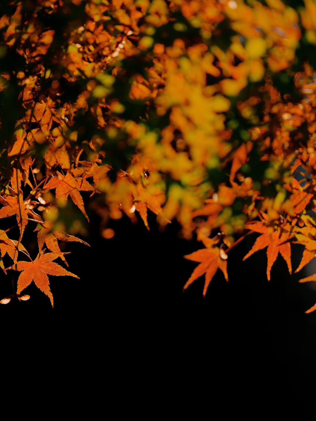 📍惠山古镇，秋日限定攻略+活动+免费礼品全拿捏这个周末，惠山古镇直接把秋日氛围